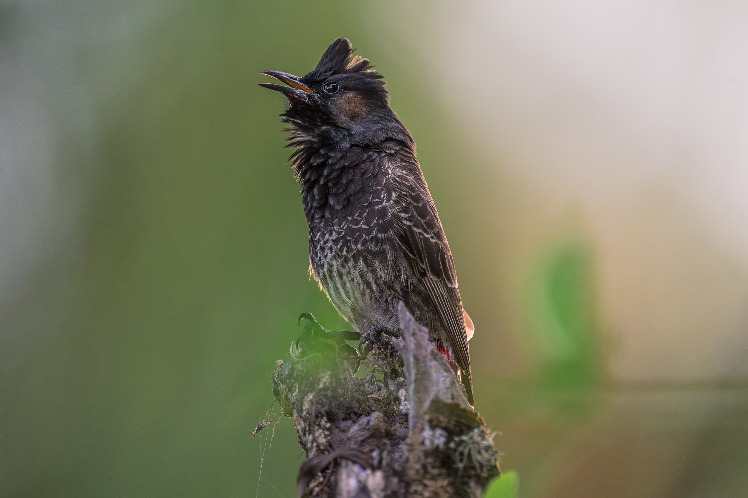 Red-vented Bulbul (Pycnonotus cafer), an introduced species now widespread in Fiji’s towns, gardens and disturbed habitats, photographed in Suva.