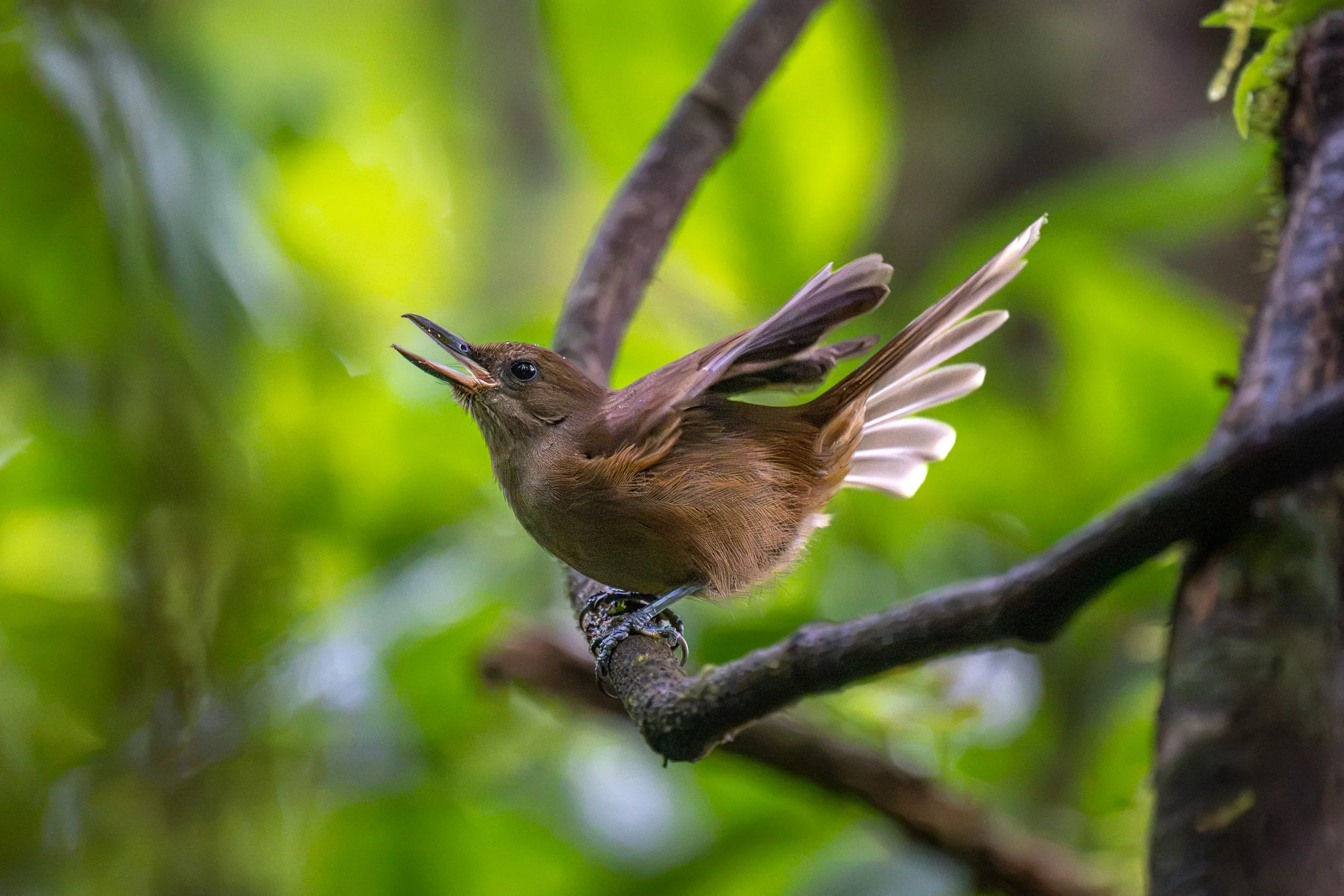 Fiji Shrikebill (Clytorhynchus vitiensis) singing on Taveuni, Fiji.