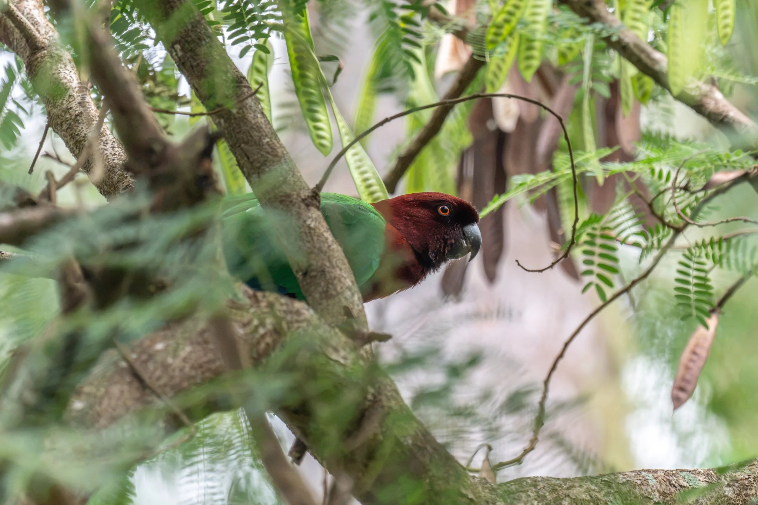 Red Shining-Parrot (Prosopeia tabuensis), also known as the Maroon Shining-Parrot, photographed perched in a tree on Taveuni, Fiji, where this endemic parrot inhabits forest and wooded habitats.