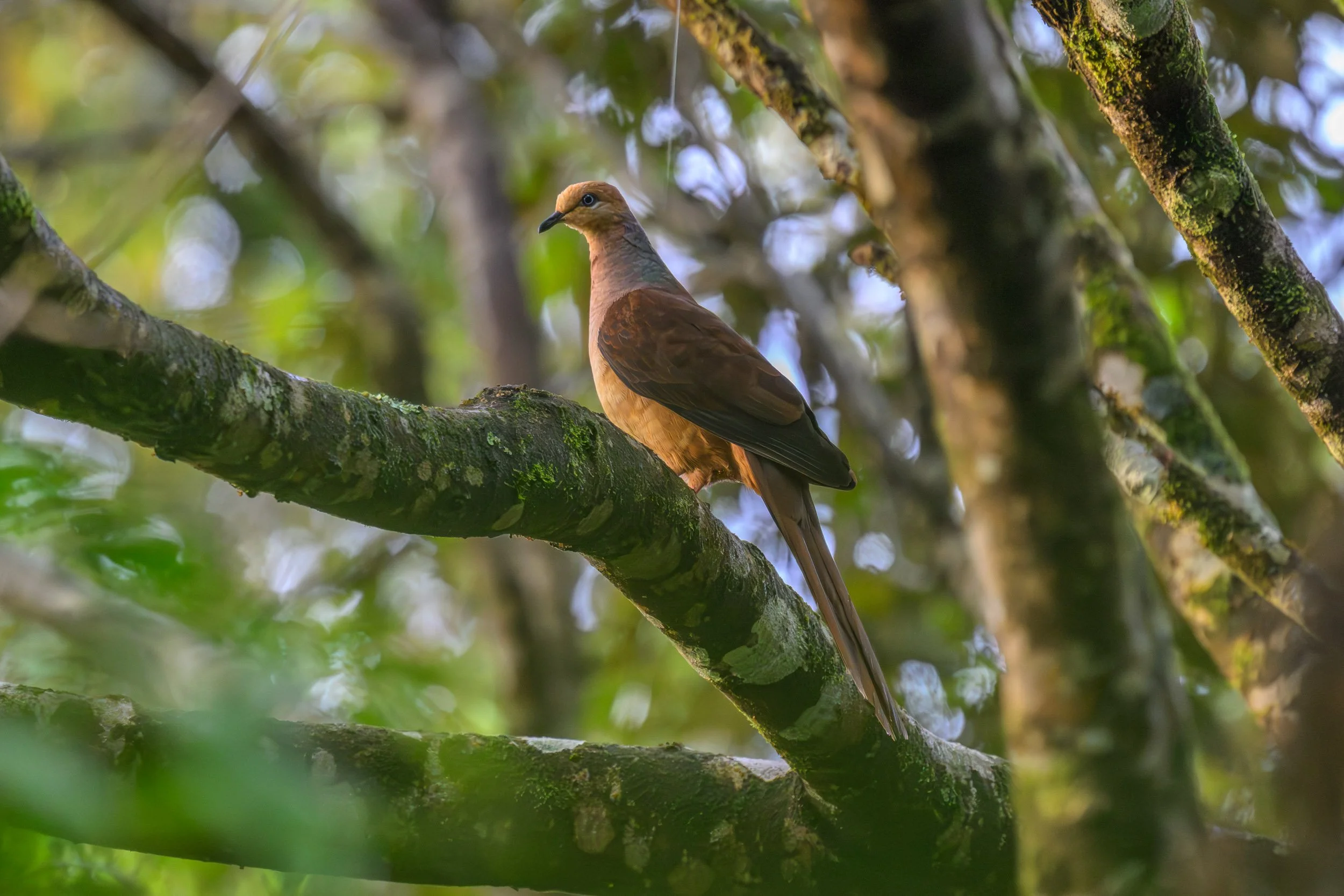 Brown Cuckoo-Dove (Macropygia phasianella) photographed in the highlands of New Britain, Pomio District, East New Britain Province, Papua New Guinea.