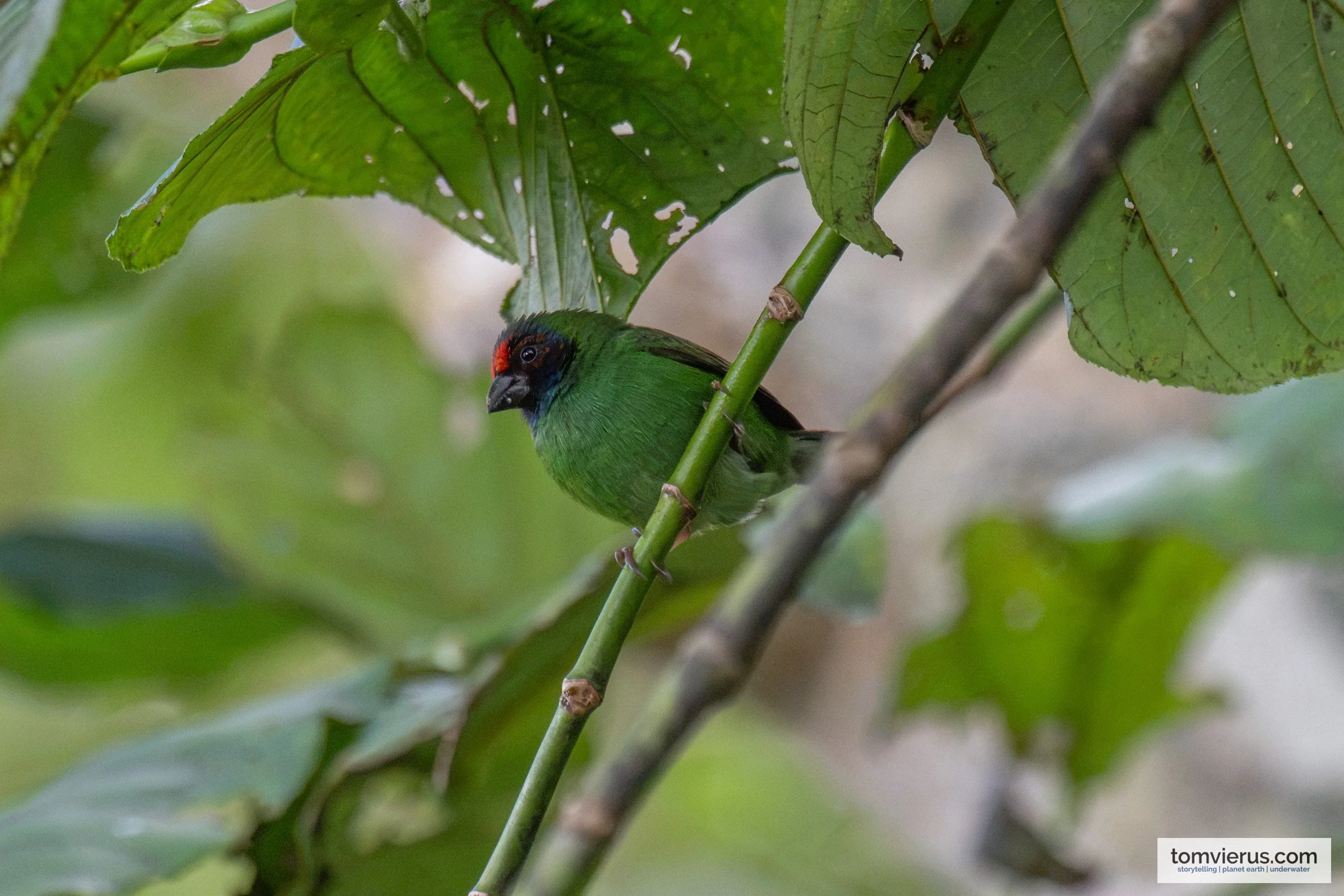Fiji Parrotfinch along Namosi Road, Viti Levu, Fiji.