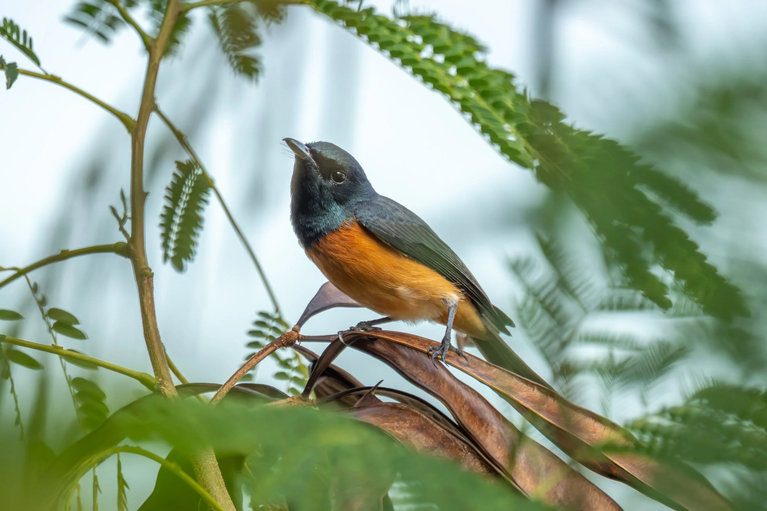Vanikoro Flycatcher (Myiagra vanikorensis) photographed near Suva, Fiji, a native flycatcher whose males are recognised by their dark blue-black upperparts and contrasting pale underparts.