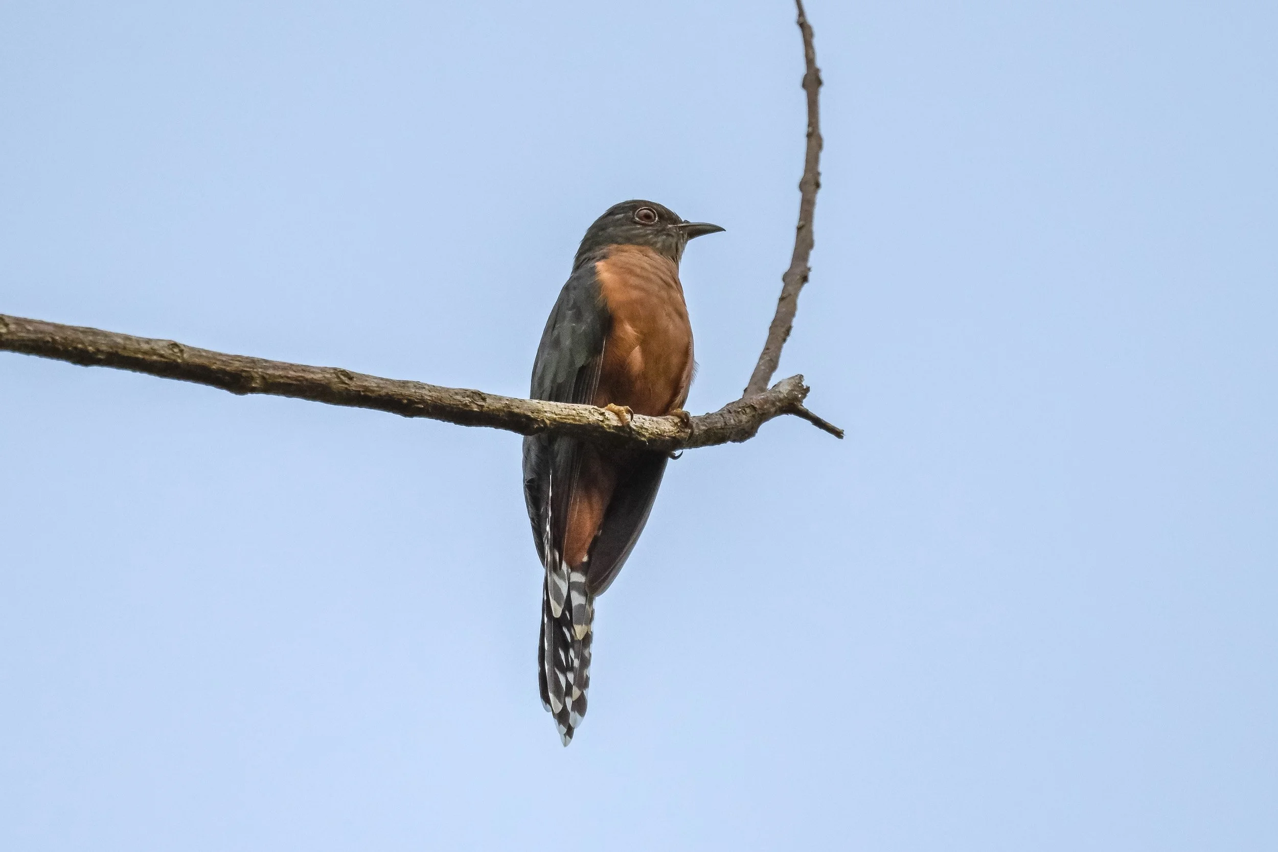 Fan-tailed cuckoo in Naitasiri on Viti Levu, Fiji.