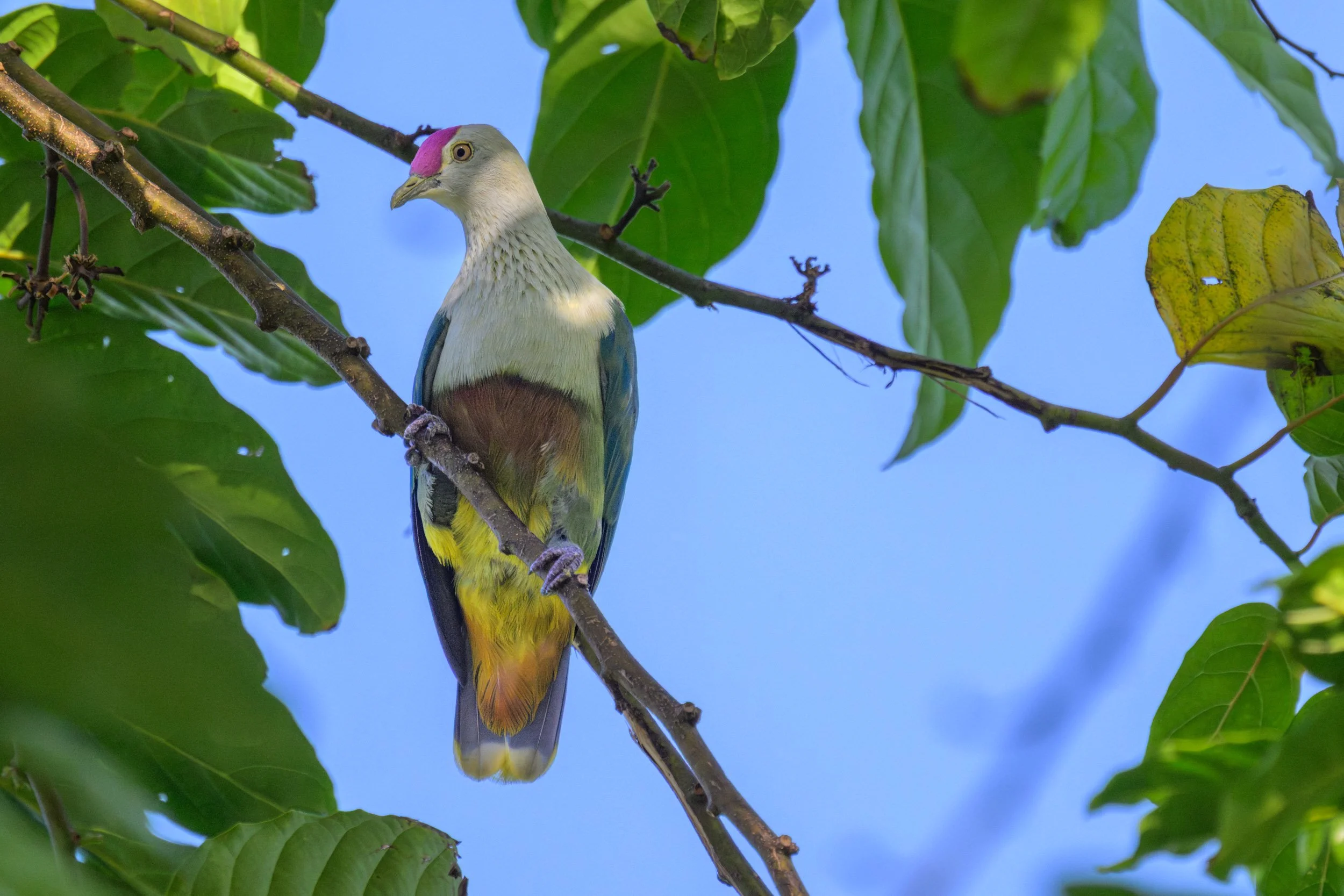 Crimson-crowned Fruit-Dove (Ptilinopus porphyraceus) photographed on Upolu, Samoa.