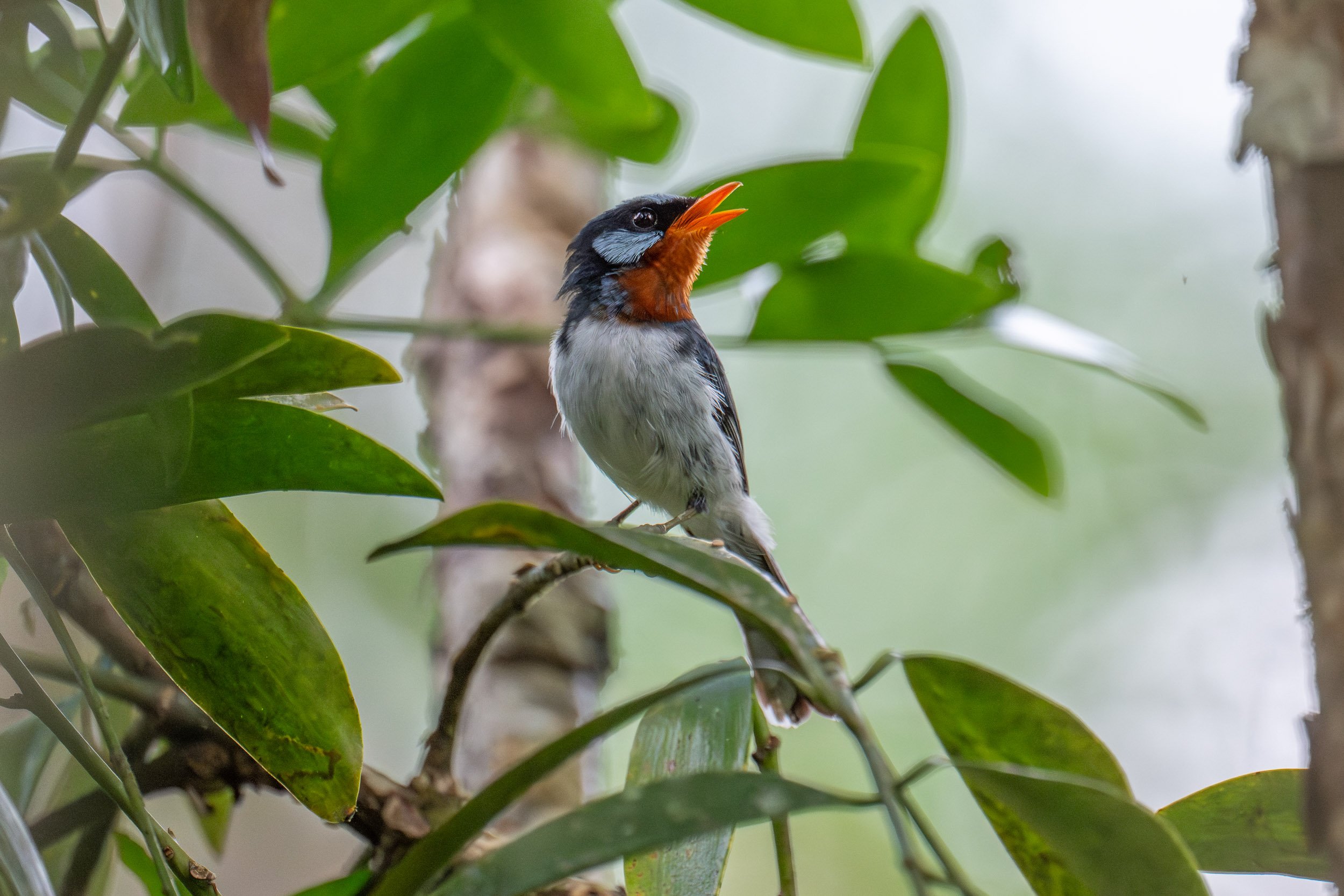 Male Chestnut-throated Flycatcher (Myiagra castaneigularis), an endemic bird of Fiji photographed in Colo-i-Suva on Viti Levu, Fiji.