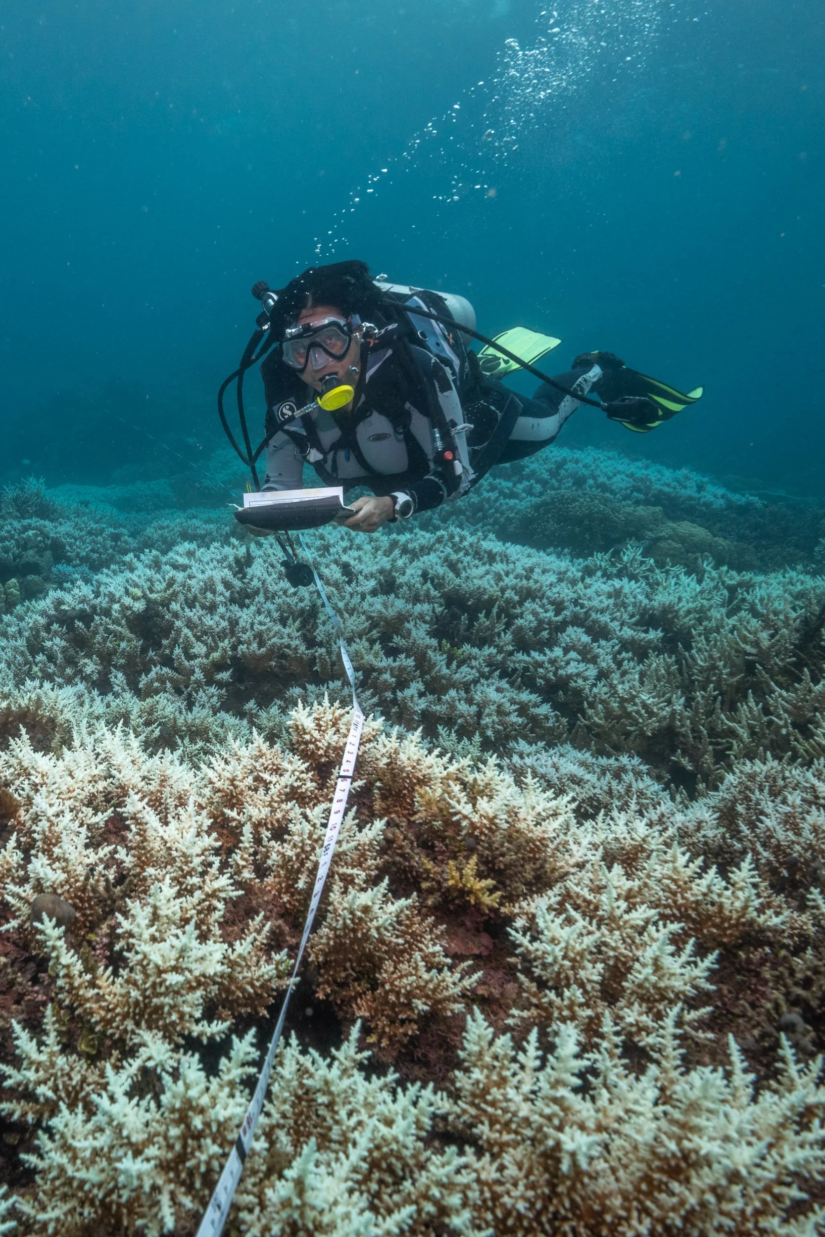 A marine scientist conducts a survey across a severely bleached coral reef in Fiji.