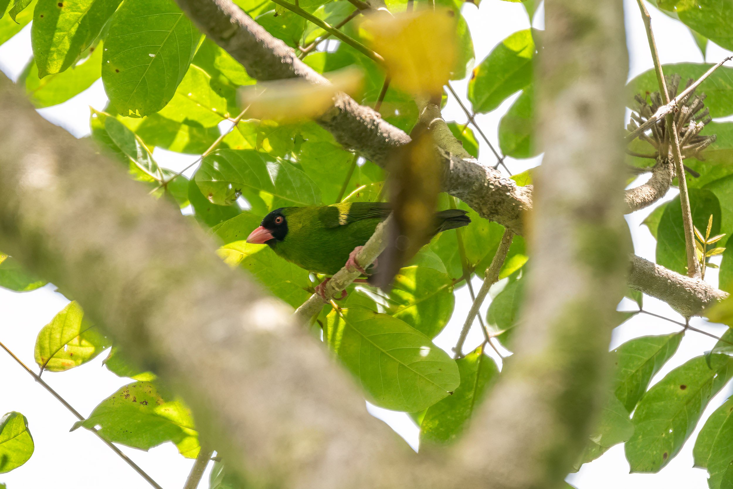 Pink-billed Parrotfinch (Erythrura kleinschmidti), a Vulnerable endemic bird of Fiji photographed near its nest in Naitasiri on Viti Levu.