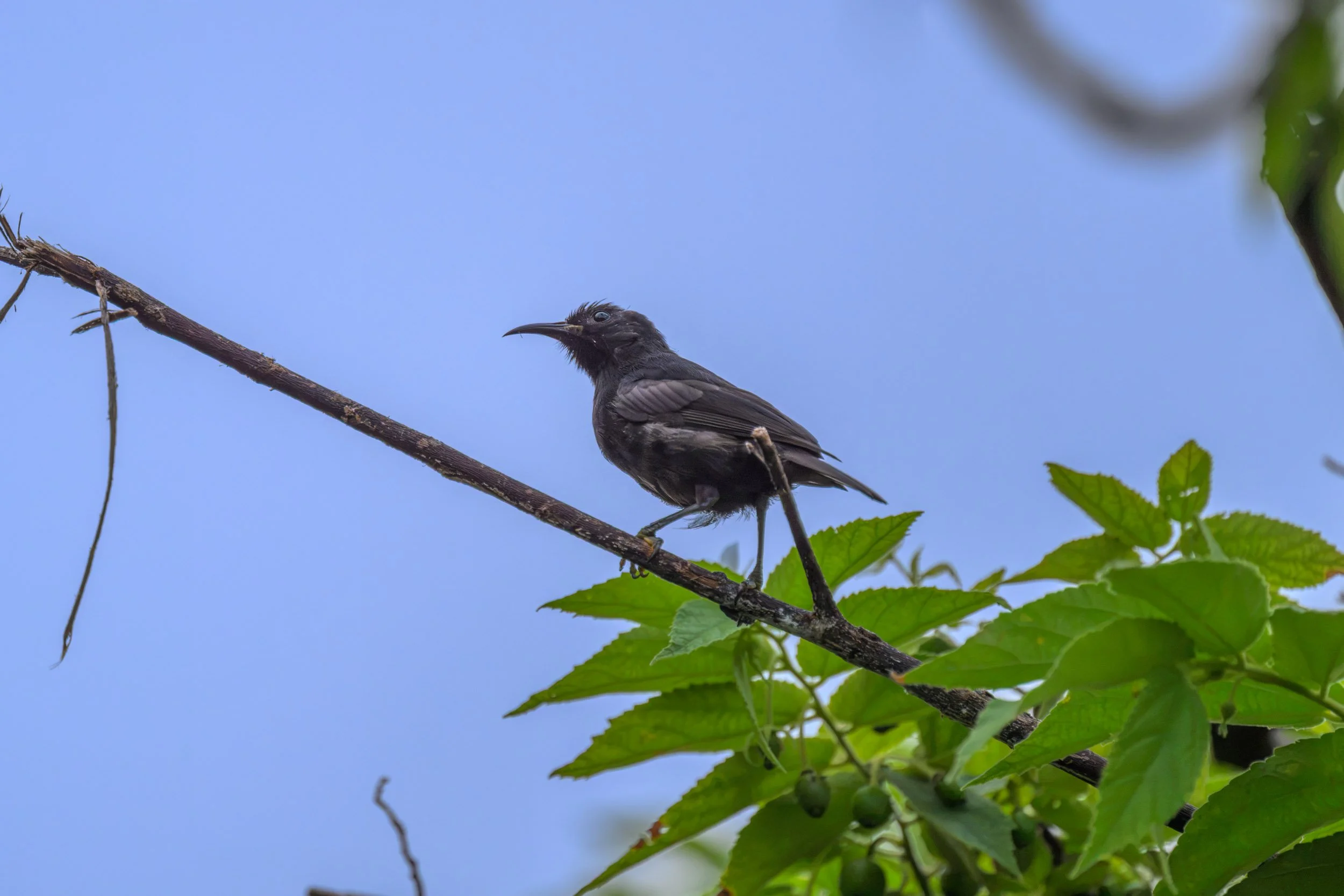 A Bismarck Black Myzomela (Myzomela pammelaena hades) perched on Tench Island, New Ireland Province, Papua New Guinea.