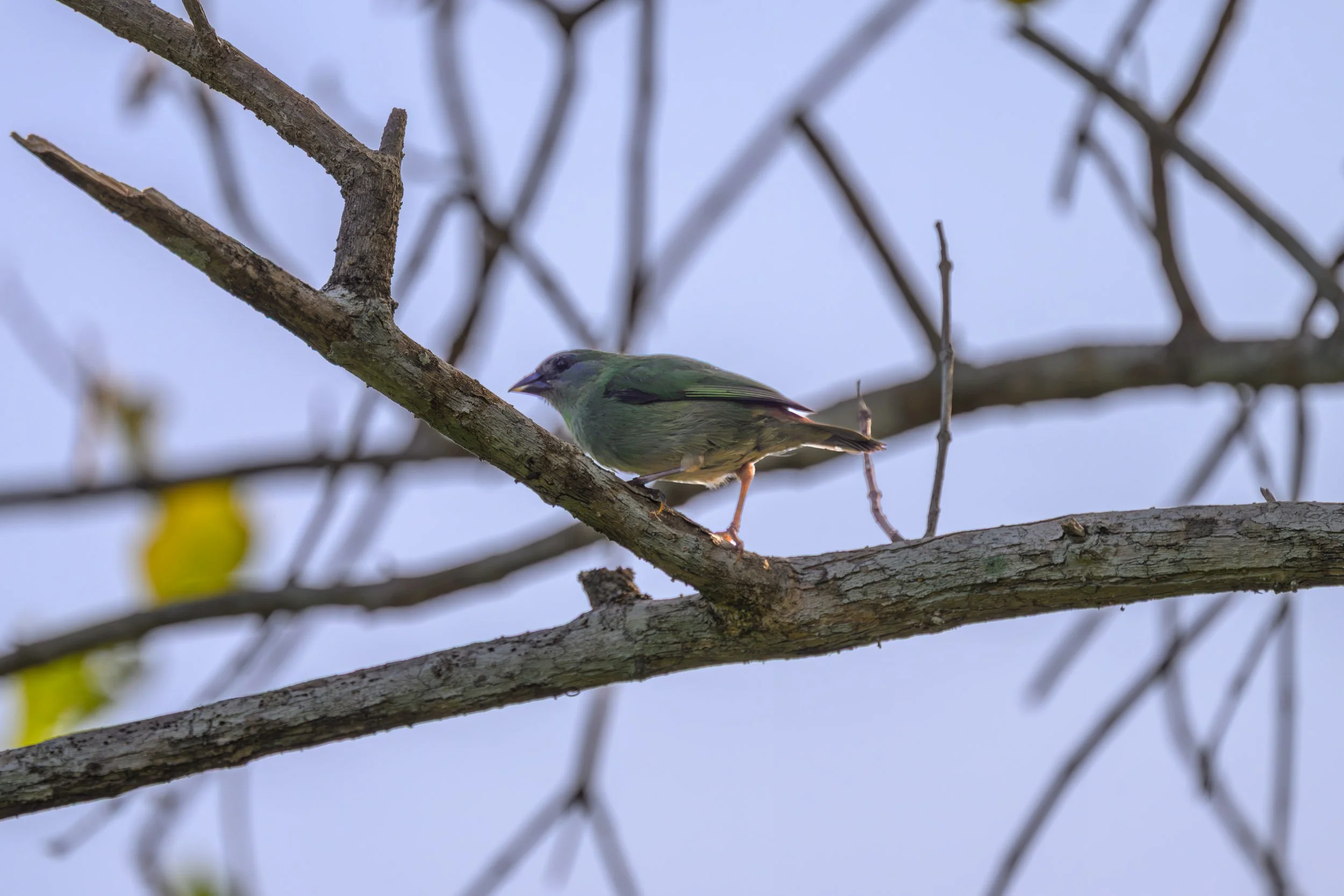 A female Blue-faced Parrotfinch (Erythrura trichroa eichhorni) perched on Mussau Island, Papua New Guinea. This subspecies is restricted to Mussau and Emirau.
