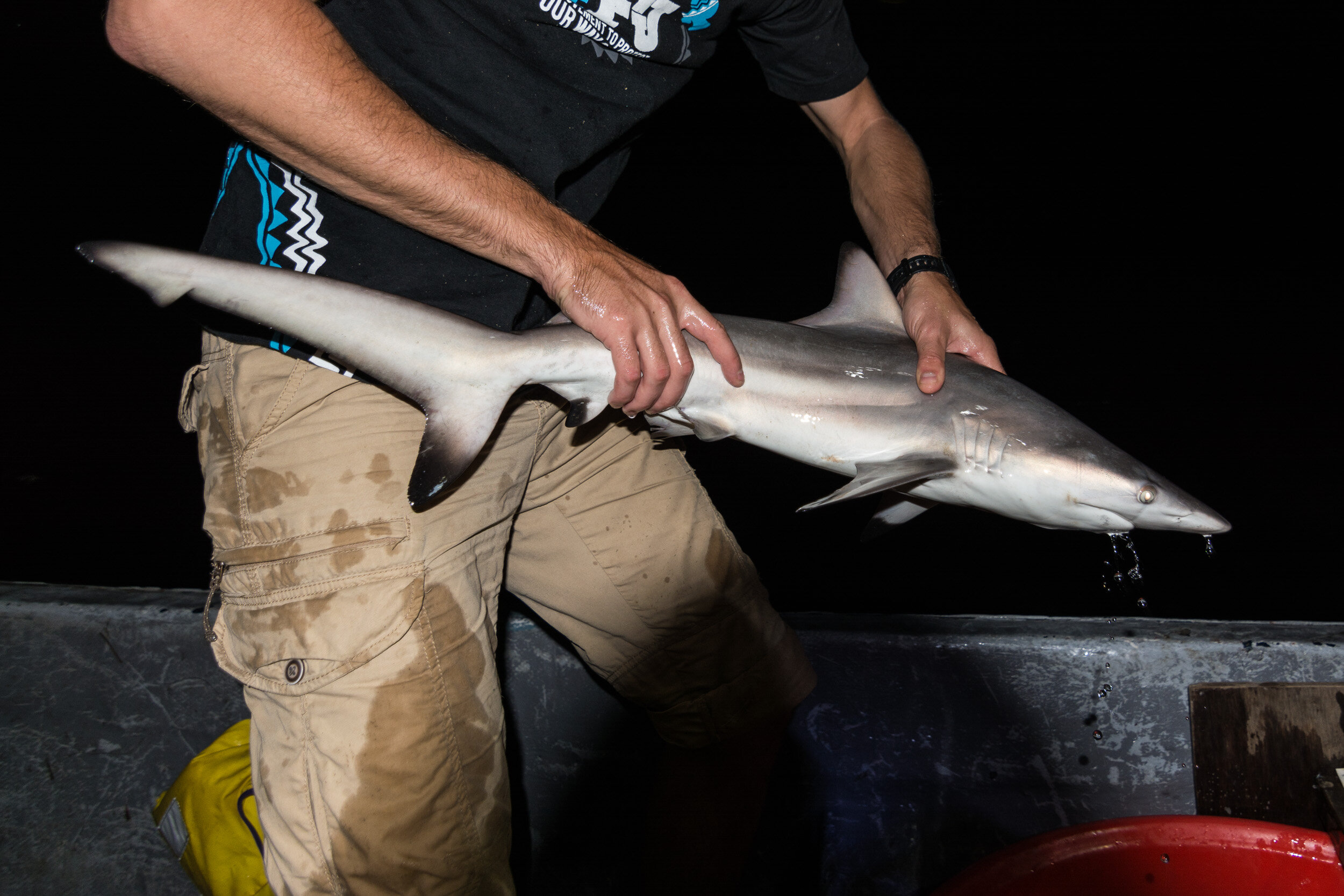 TOM_0006Shark Research in Fiji_.jpg