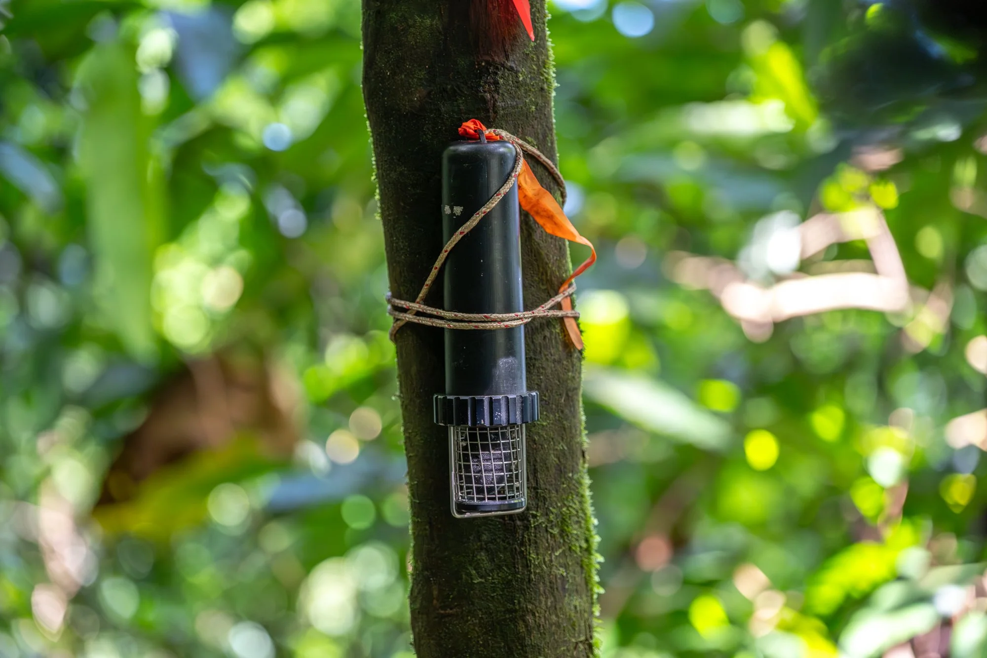 Birdlife International_Tom Vierus_Manumea Expedition-52.jpg
