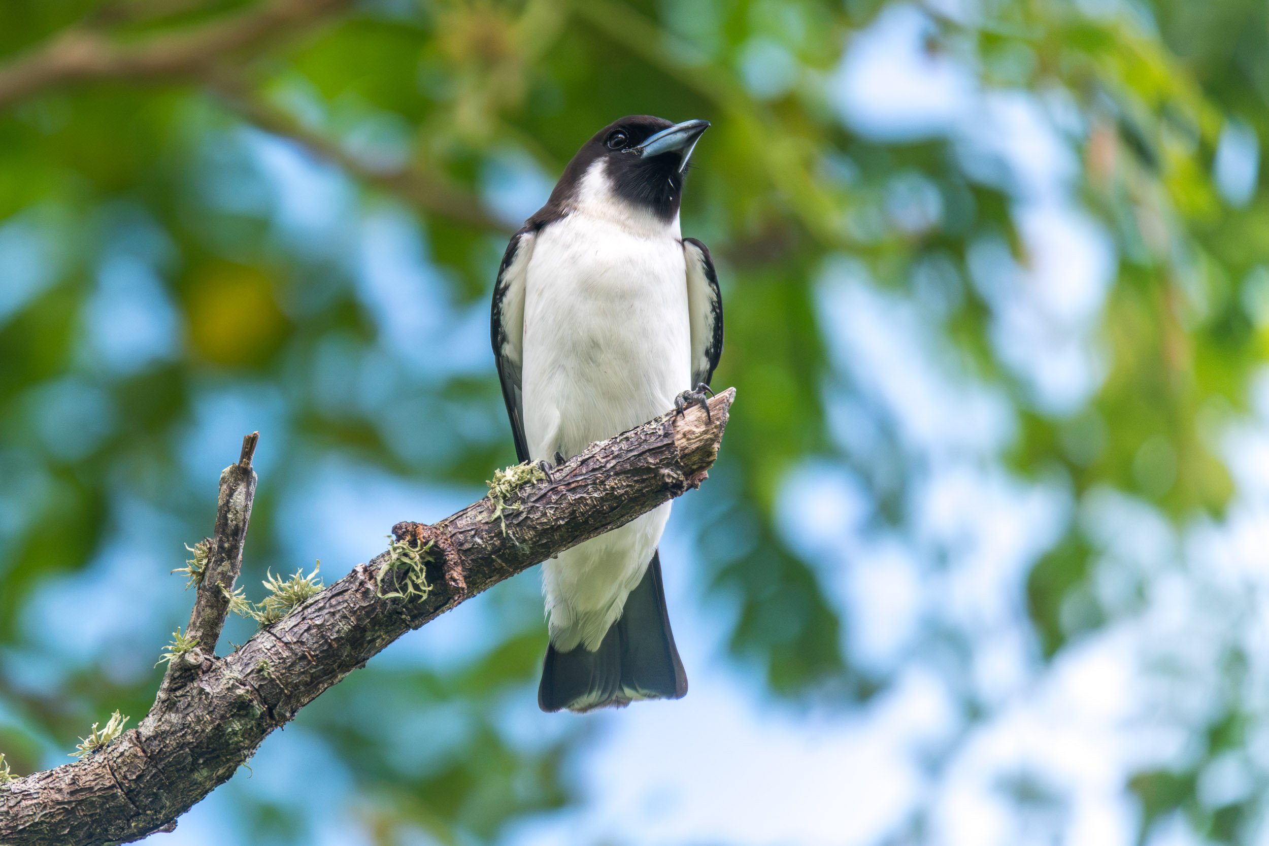 Fiji Woodswallow (Artamus mentalis), an endemic bird of Fiji photographed in the Yasawa Islands.