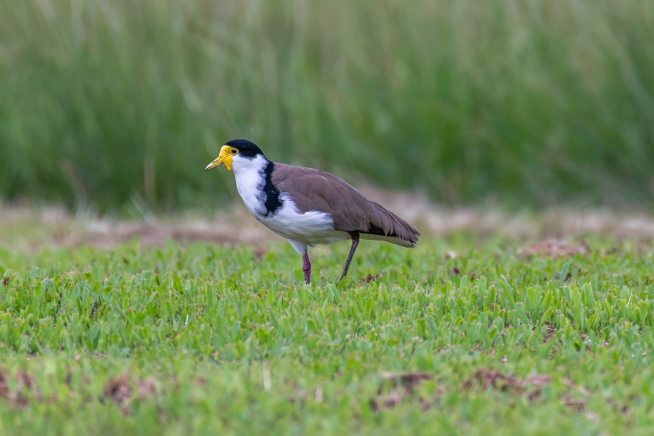 Black-shouldered Masked Lapwing (Vanellus miles novaehollandiae) photographed on Kadavu Island, Fiji.