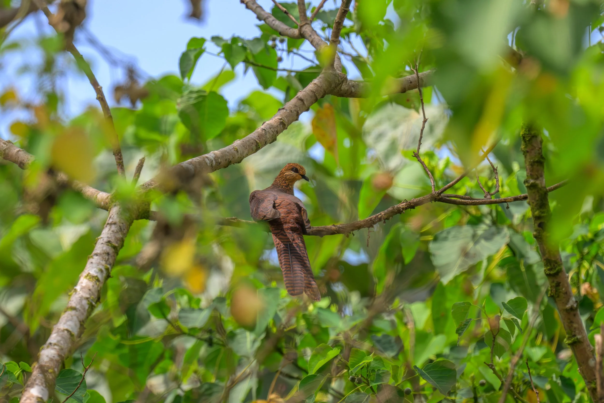 A Black-billed Cuckoo-Dove (Macropygia nigrirostris) perched in a tree in inland Pomio, East New Britain, Papua New Guinea.