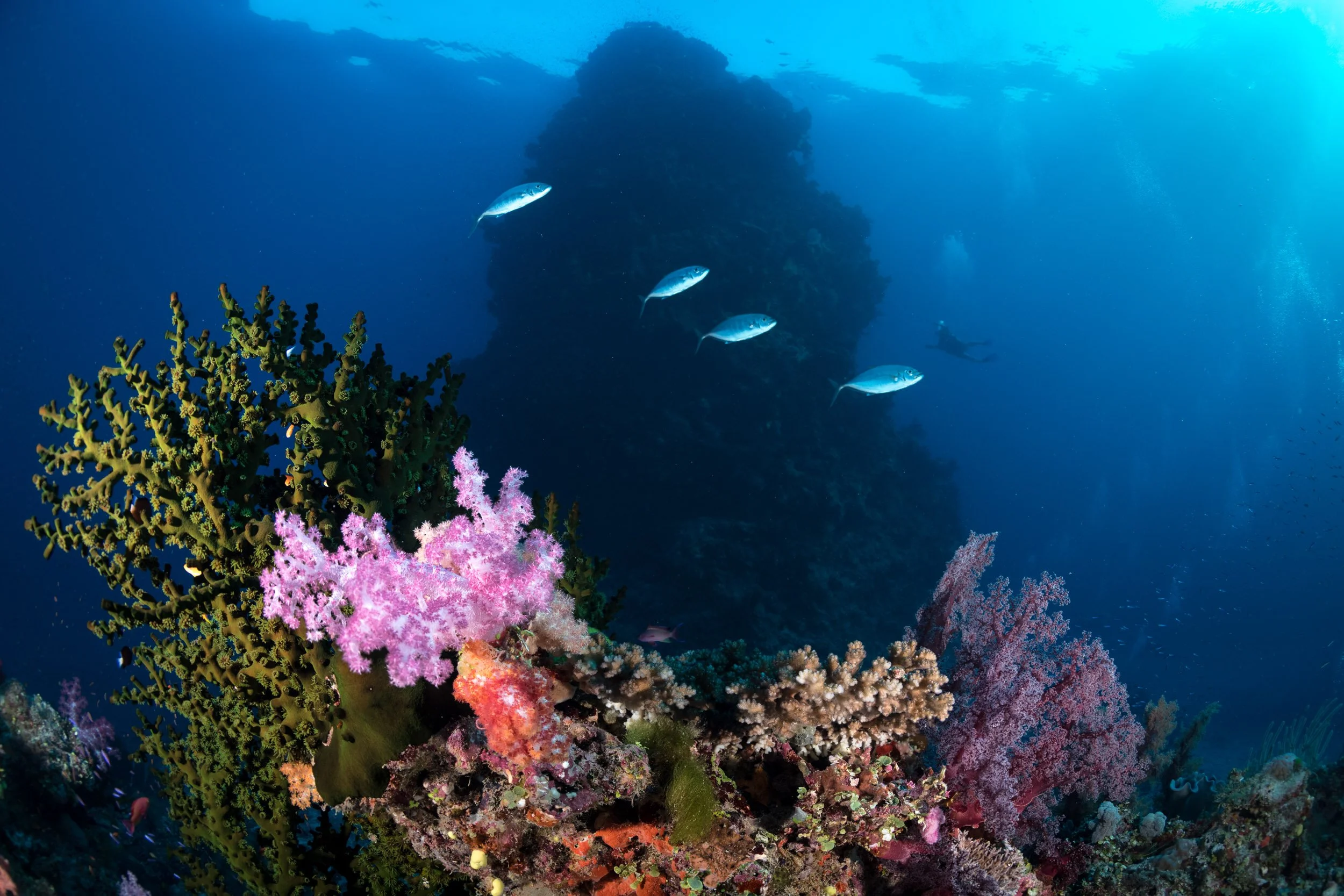 A diver approaches an underwater pinnacle as four trevallies pass above soft corals in the Namena Marine Reserve, Fiji.