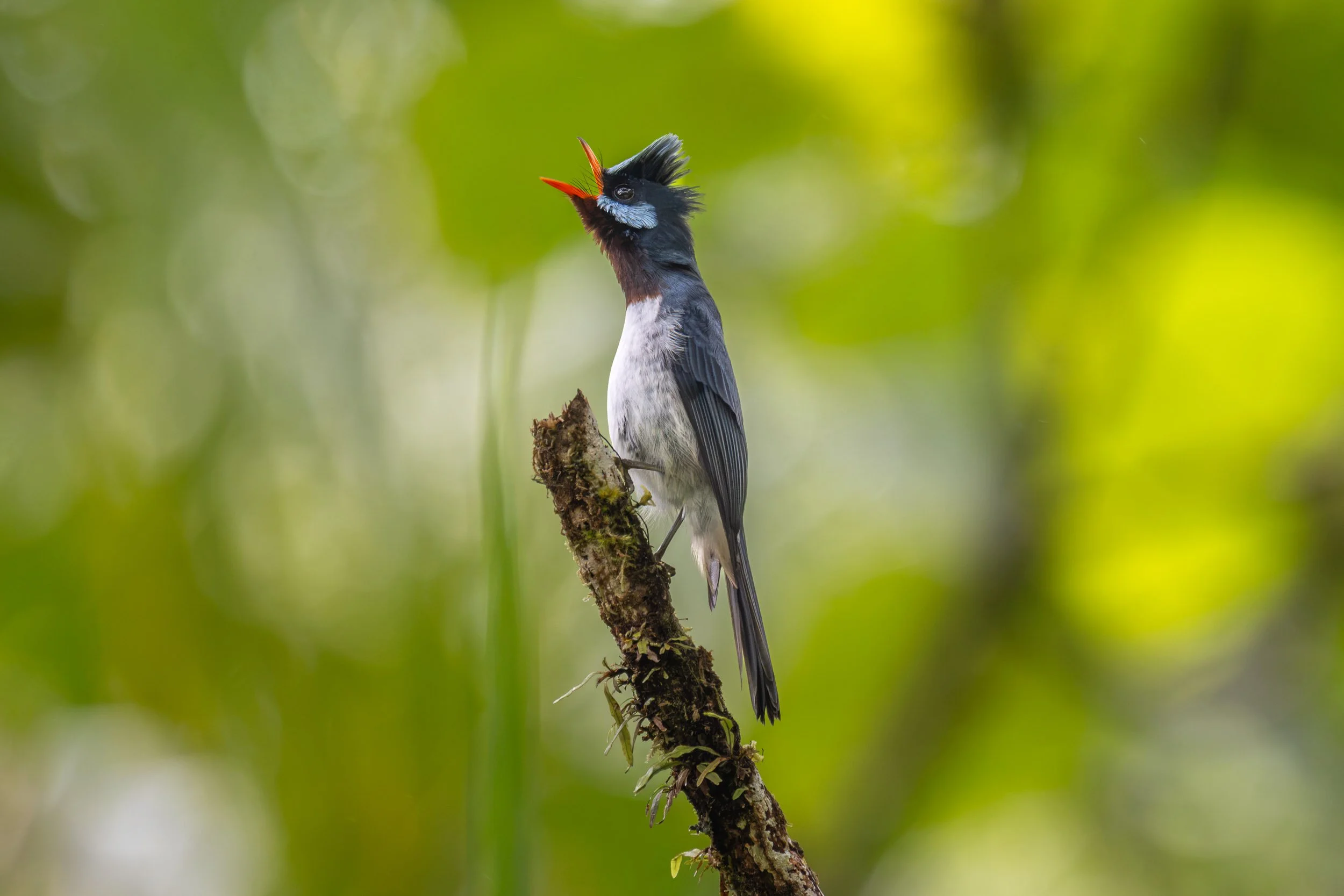 Azure-crested Flycatcher (Myiagra azureocapilla), an endemic and Near Threatened bird photographed on Taveuni, Fiji.
