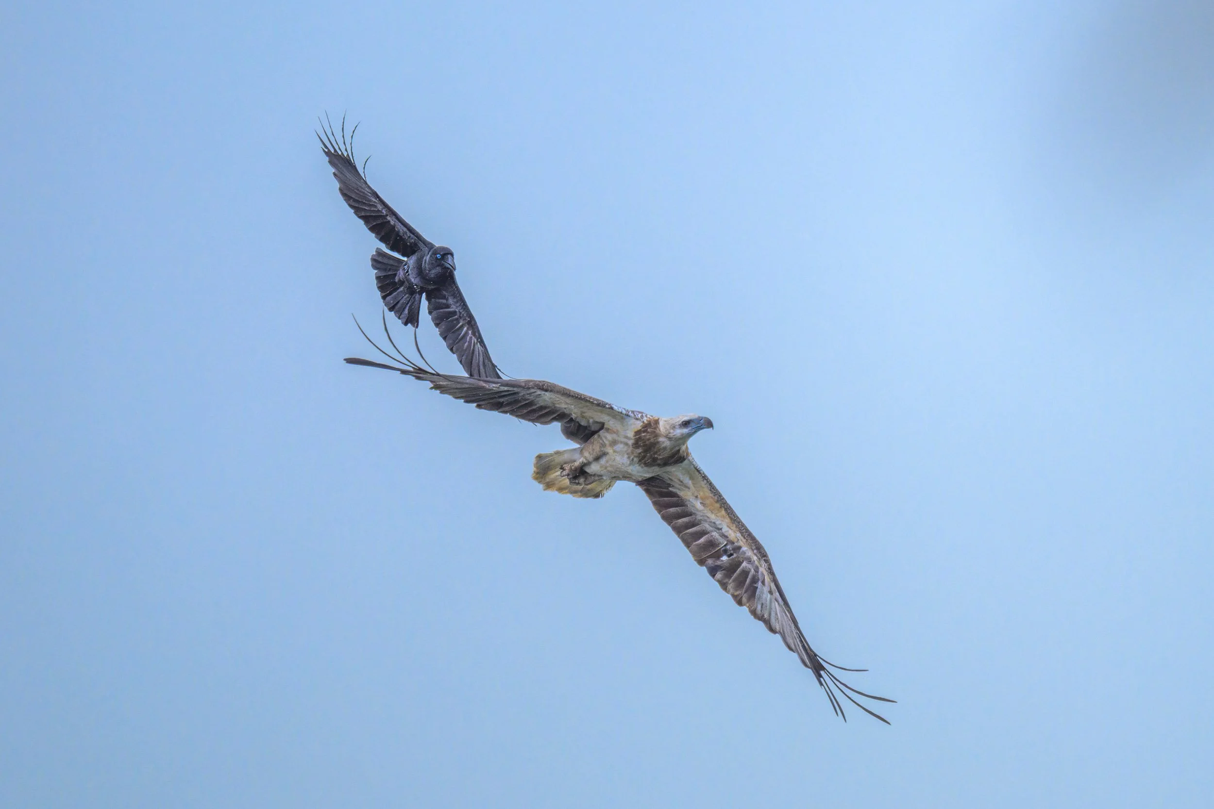 A Bismarck Crow (Corvus insularis) mobbing a White-bellied Sea-Eagle (Icthyophaga leucogaster) near Kavieng, New Ireland, Papua New Guinea.