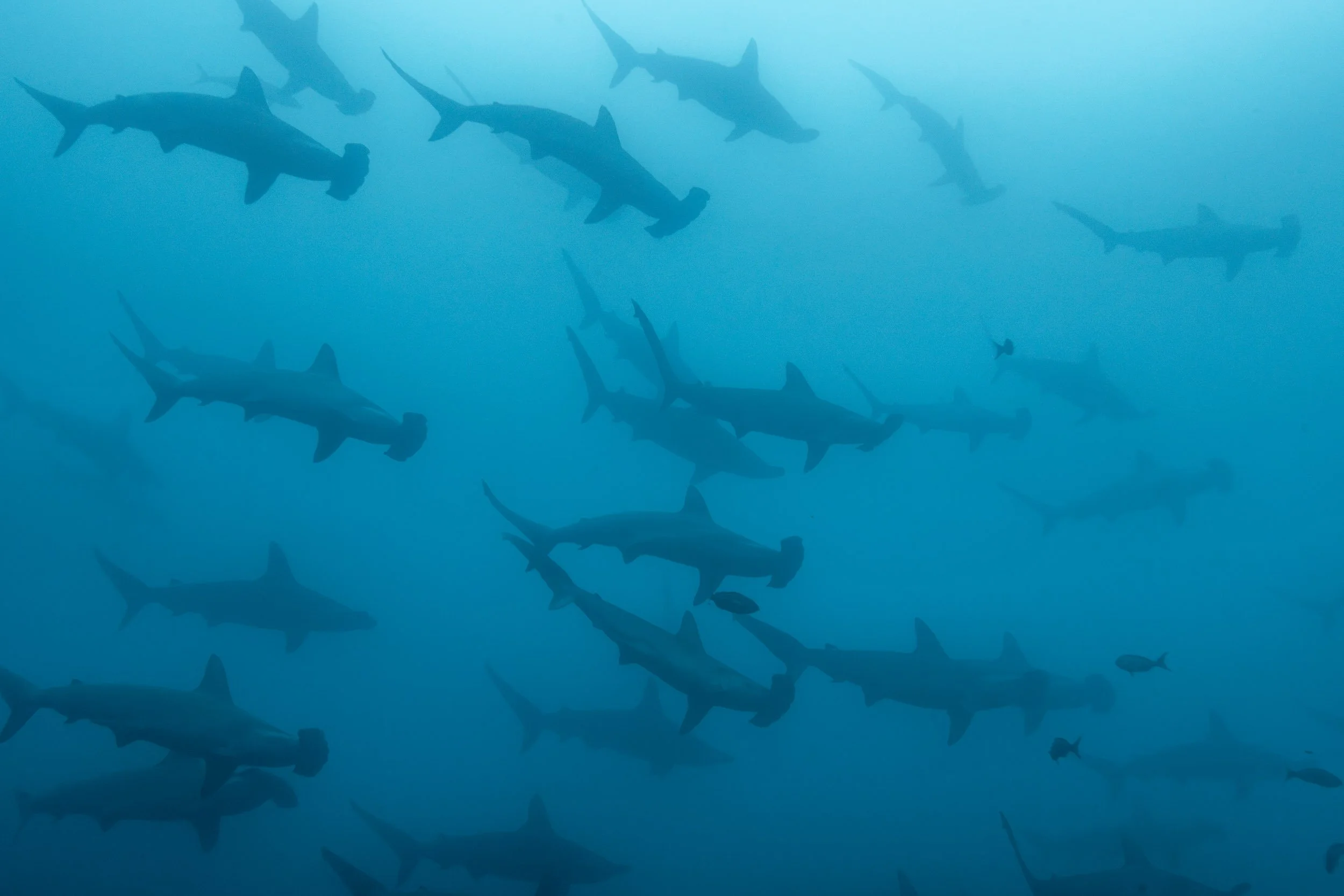 School of scalloped hammerhead sharks swimming near Darwin’s Arch in the Galápagos Islands