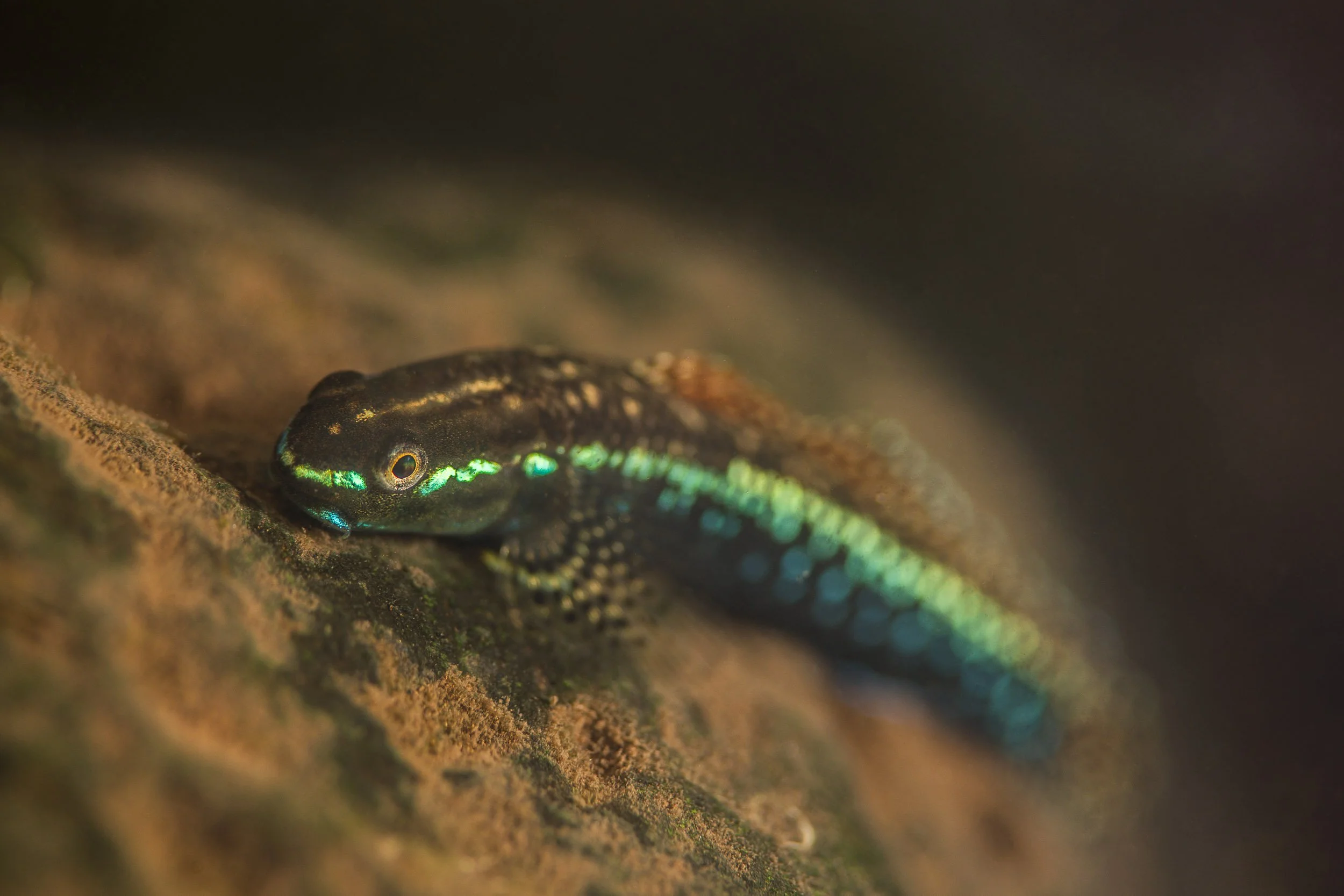 A goby, likely Stiphodon julieni, photographed in a shallow stream on Moorea, French Polynesia.