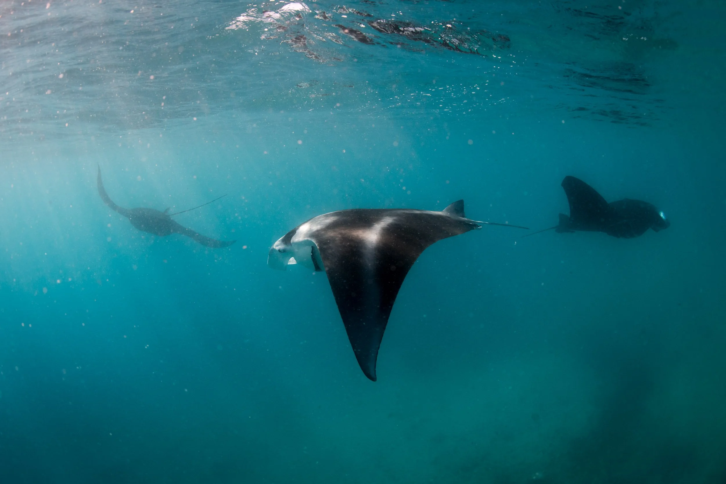 Several Reef Manta Rays (Mobula alfredi) forage in a nutrient-rich channel between Drawaqa and Naviti islands in Fiji’s Yasawa Islands. The species is listed as Vulnerable on the IUCN Red List.