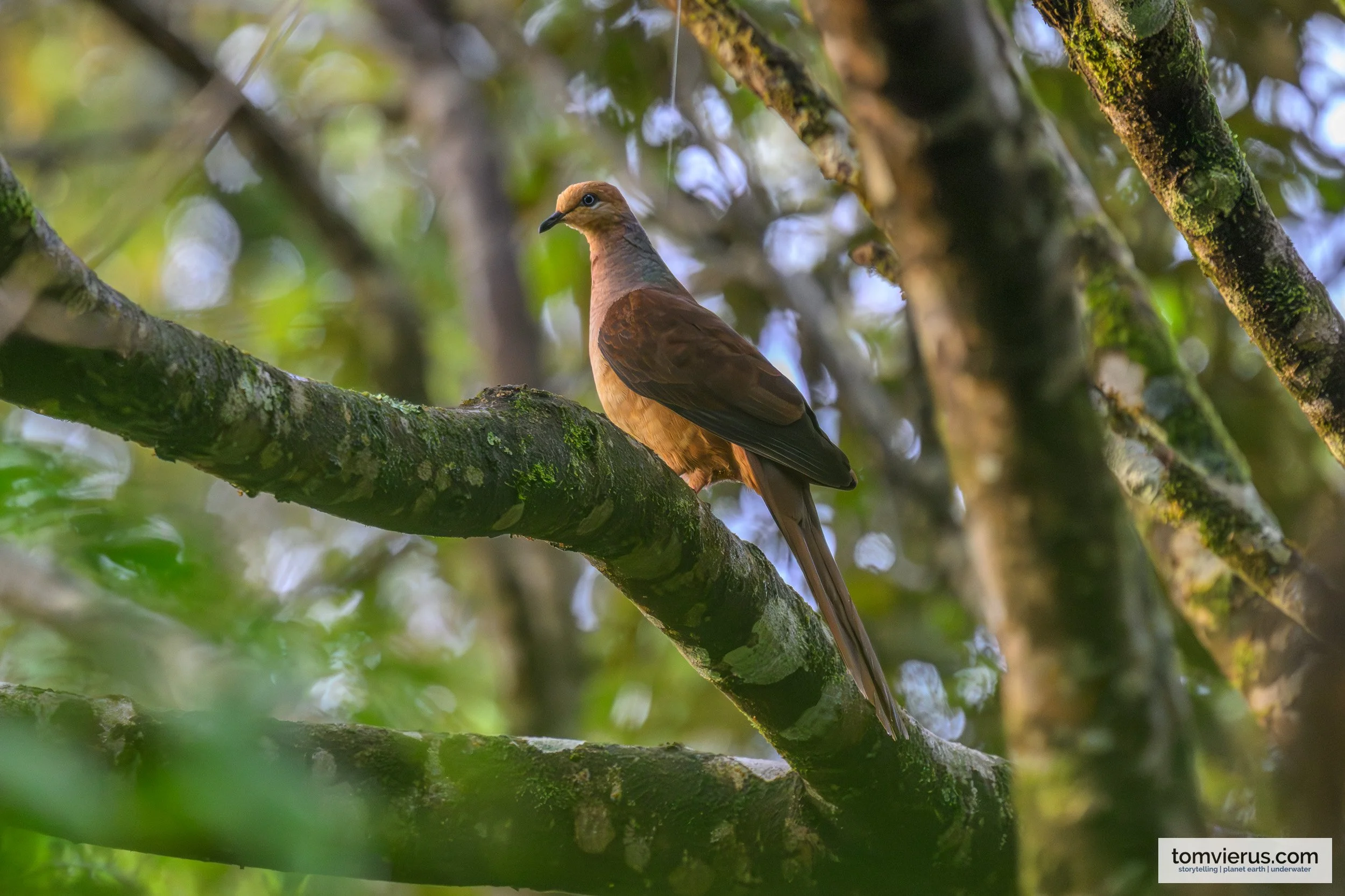 Brown cuckoo-dove with a long tail perched on a moss-covered branch near Pakia village, New Britain.