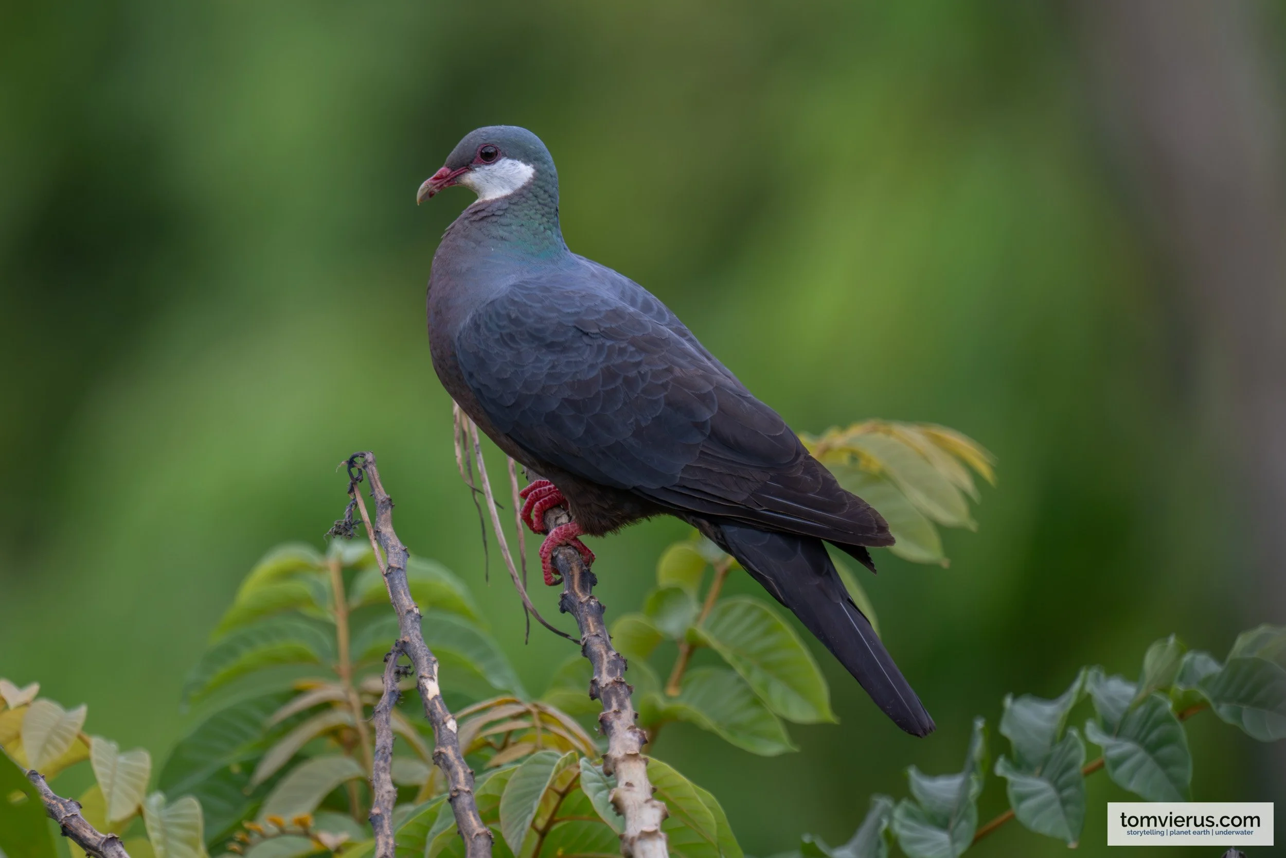 White-throated Pigeon in Naitasiri, Viti Levu, Fiji.