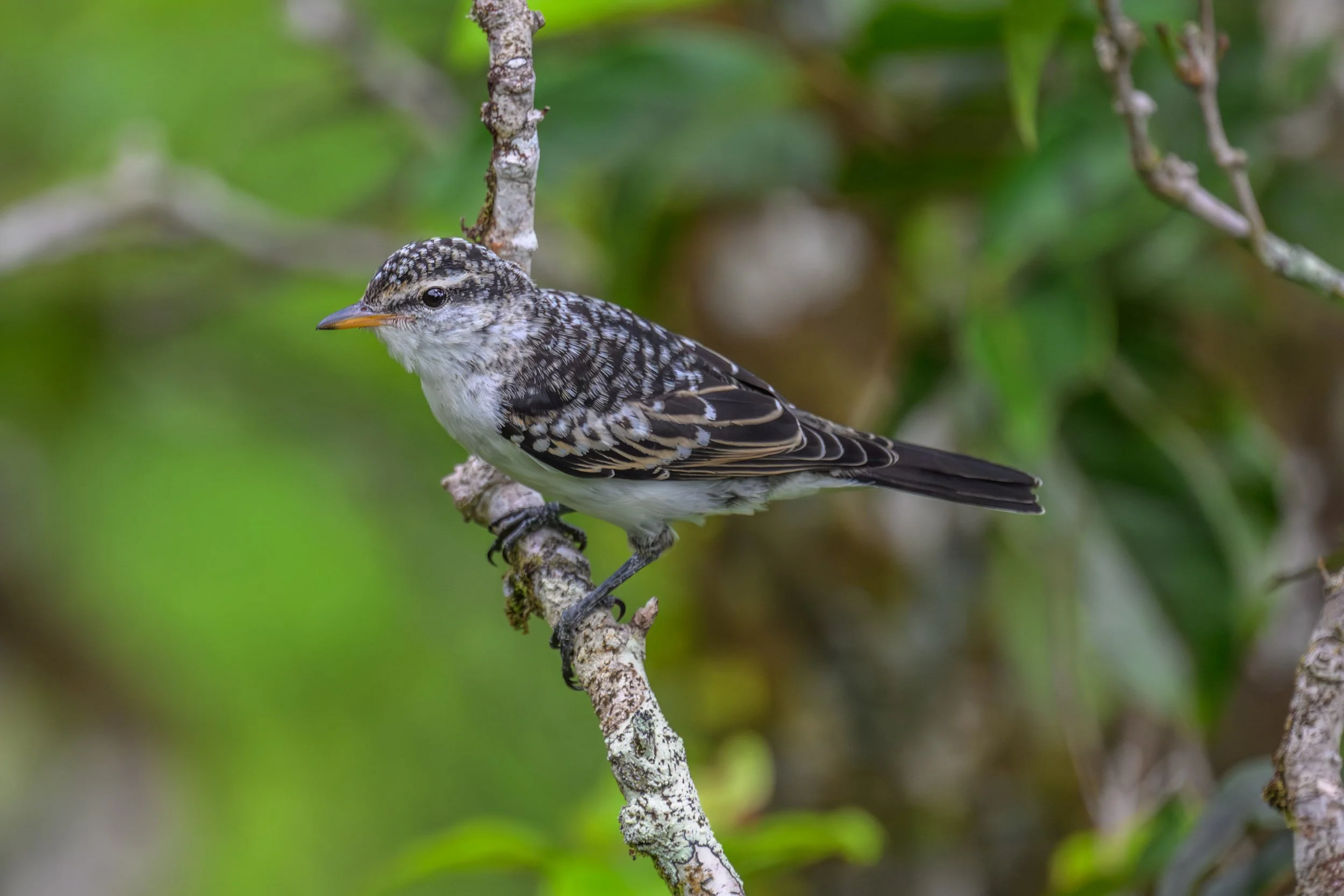 Polynesian Triller (Lalage maculosa) photographed on Upolu, Samoa.