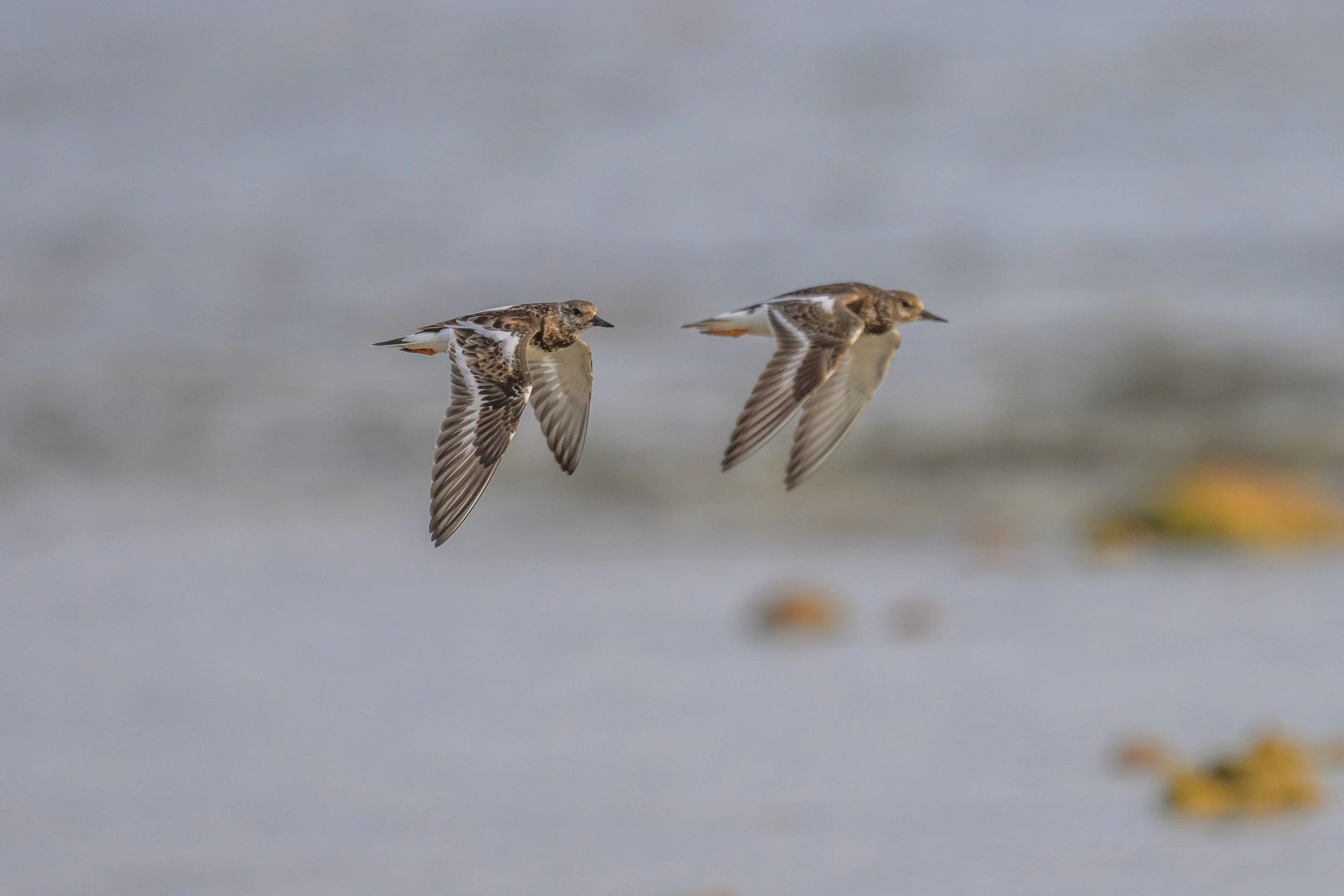 Two Ruddy Turnstones (Arenaria interpres) flying over the shallow waters of Tench Island within the Murat Marine Protected Area, Papua New Guinea.
