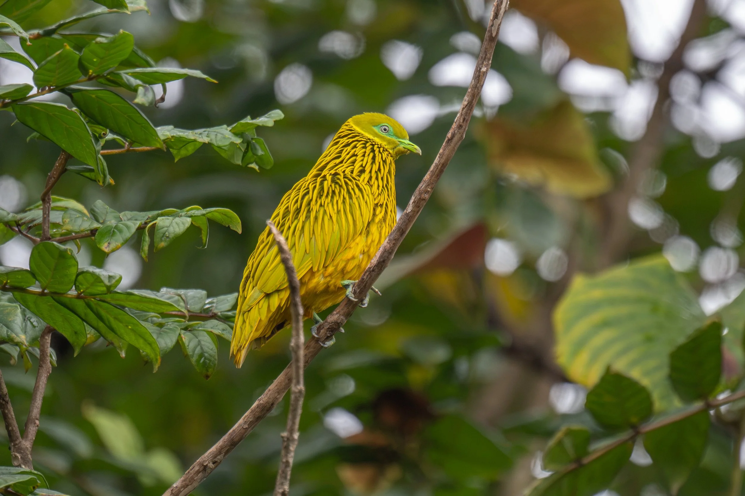 Golden dove (male) in Naitasiri on Viti Levu, Fiji.