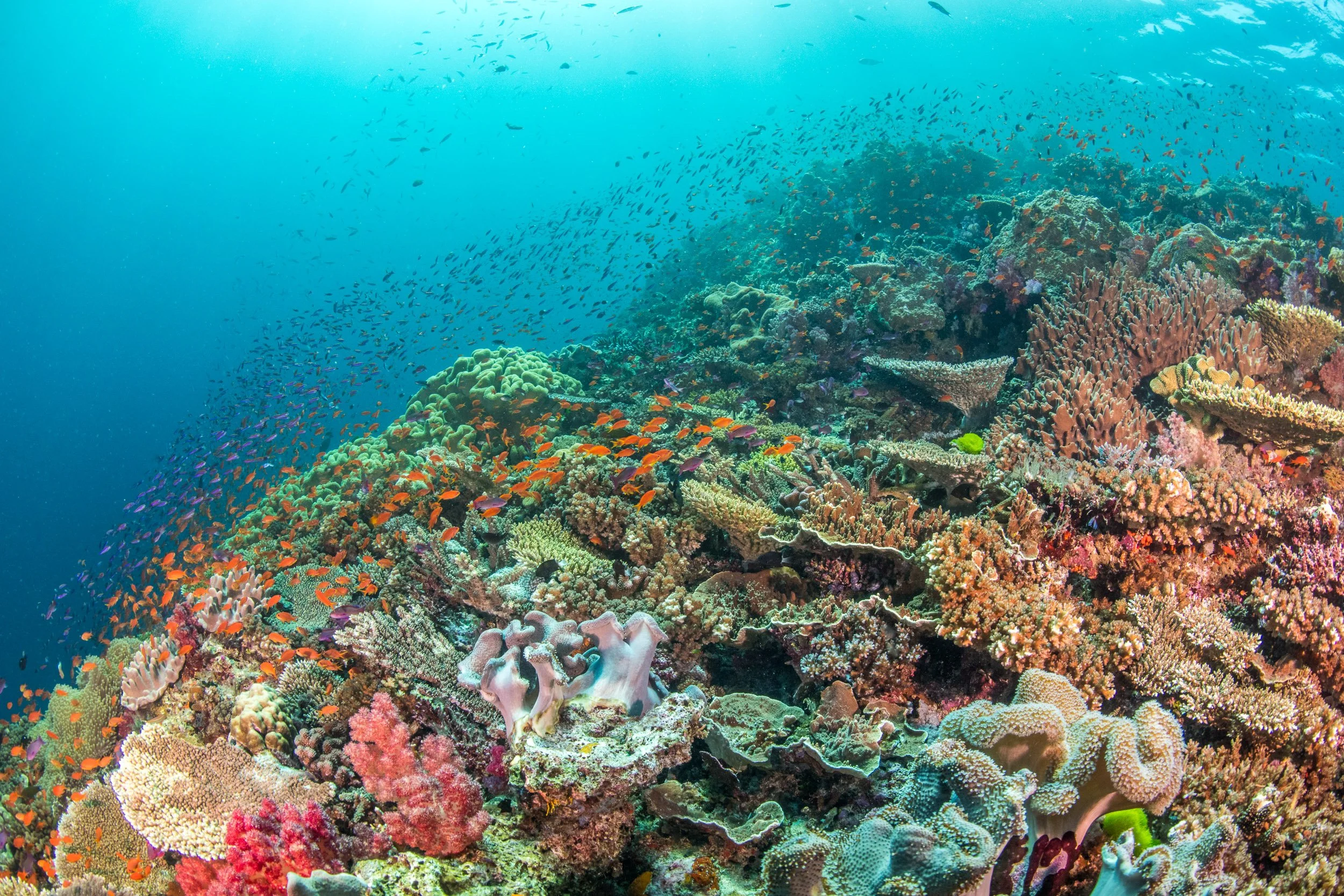 A diverse reefscape of hard and soft corals surrounded by reef fish in the Namena Marine Reserve, Fiji.
