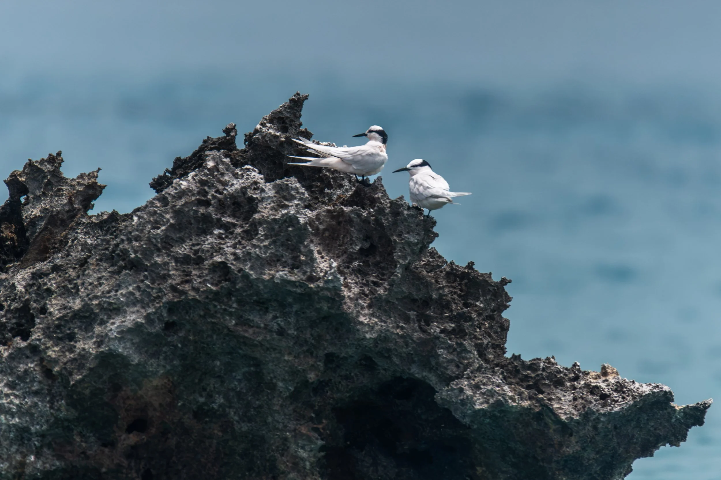 Two Black-naped Terns (Sterna sumatrana) rest on a limestone formation in Fulaga Lagoon, Lau Island Group, Fiji.

