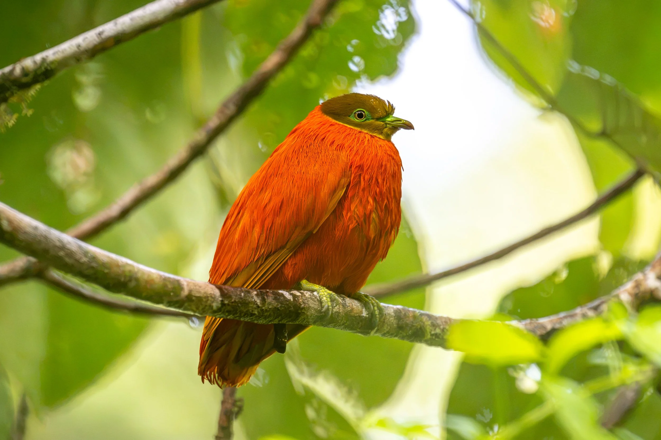 A male Orange Dove perched on a branch in Taveuni, Fiji.