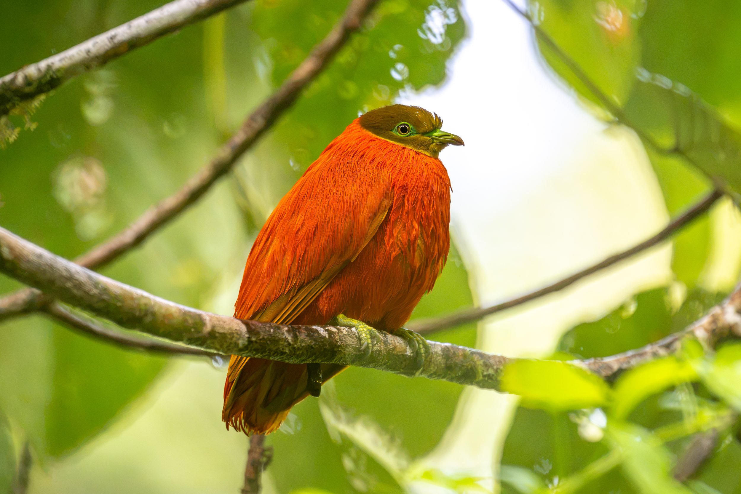 Orange Dove (Ptilinopus victor), an endemic bird of Fiji photographed on Taveuni.