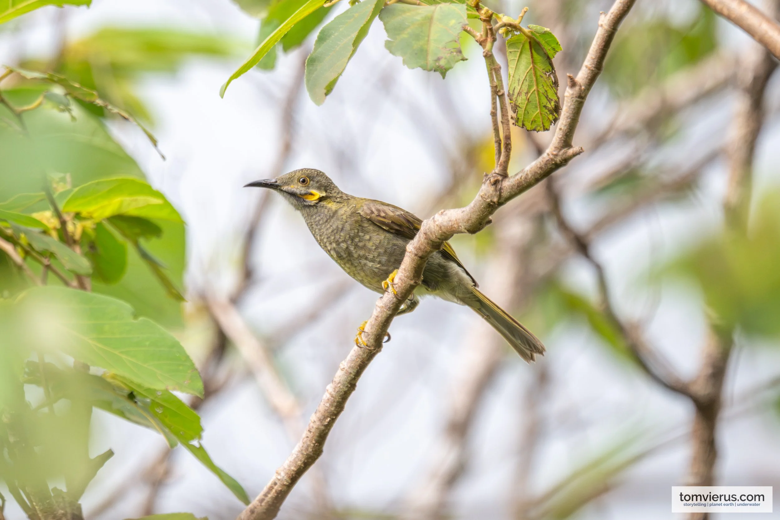 A Northern Wattled-Honeyeater showing its yellow-orange cheek wattle on a branch in Fiji.