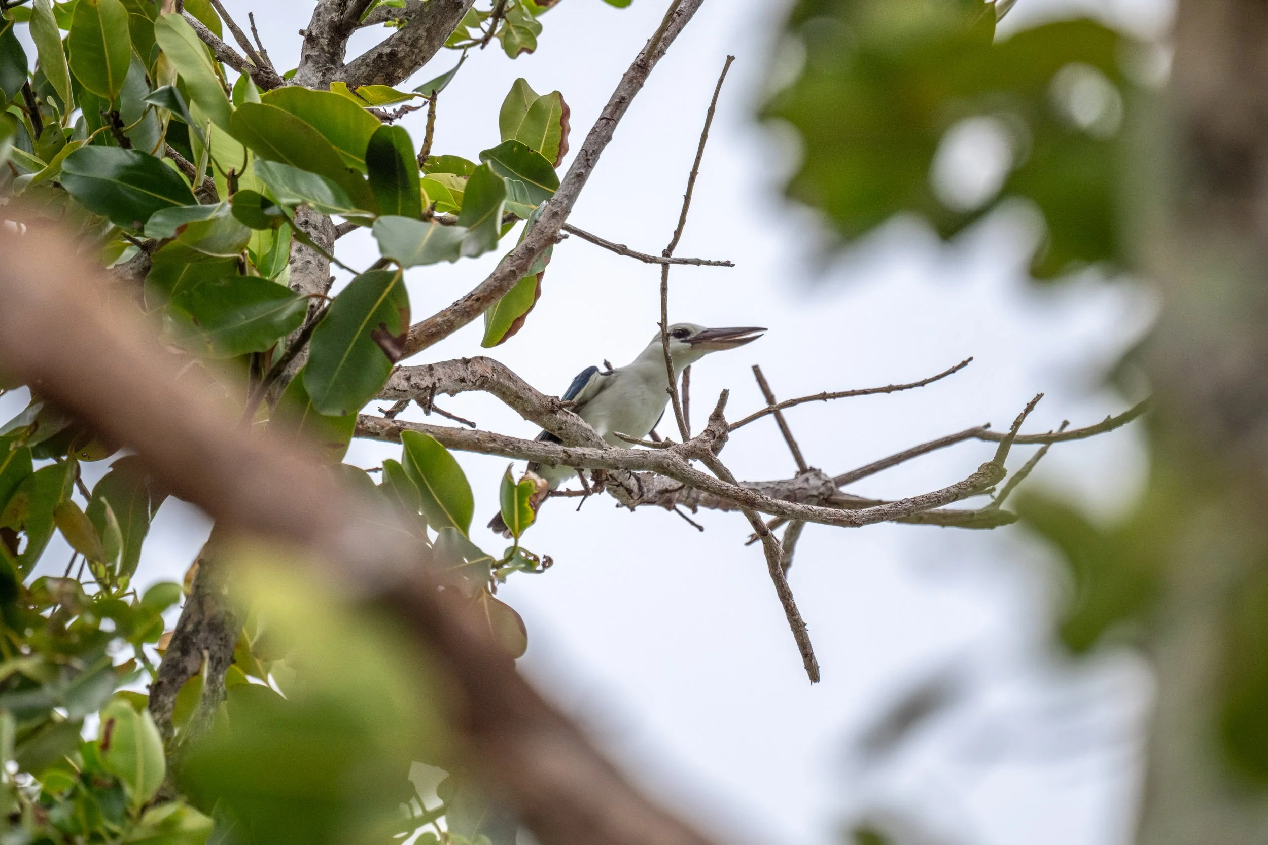 A Beach Kingfisher (Todiramphus saurophagus) perched on a small uninhabited island north of New Ireland, Papua New Guinea.