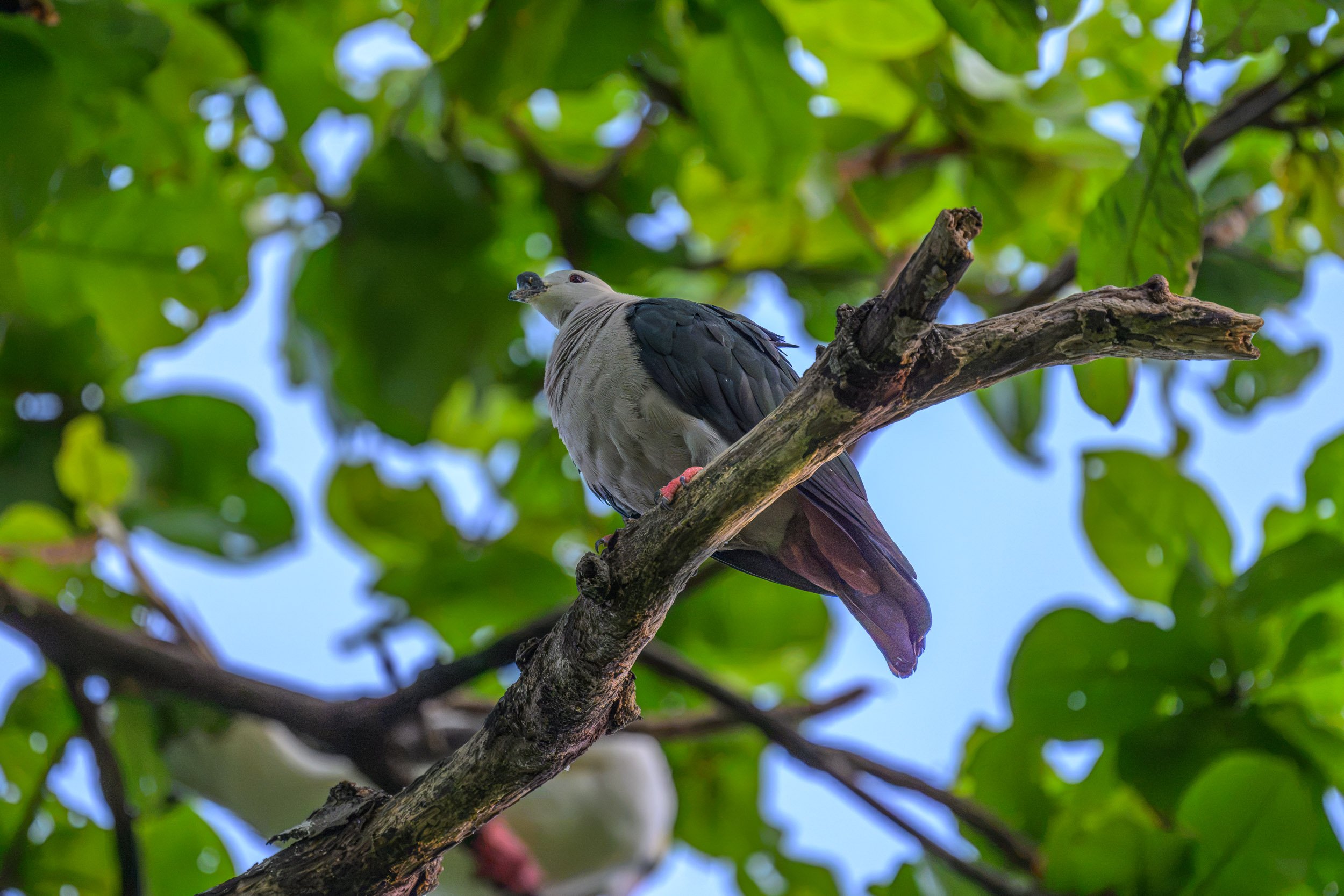 Portrait of a Pacific Imperial-Pigeon (Ducula pacifica) on Tench Island within the Murat Marine Protected Area, Papua New Guinea.