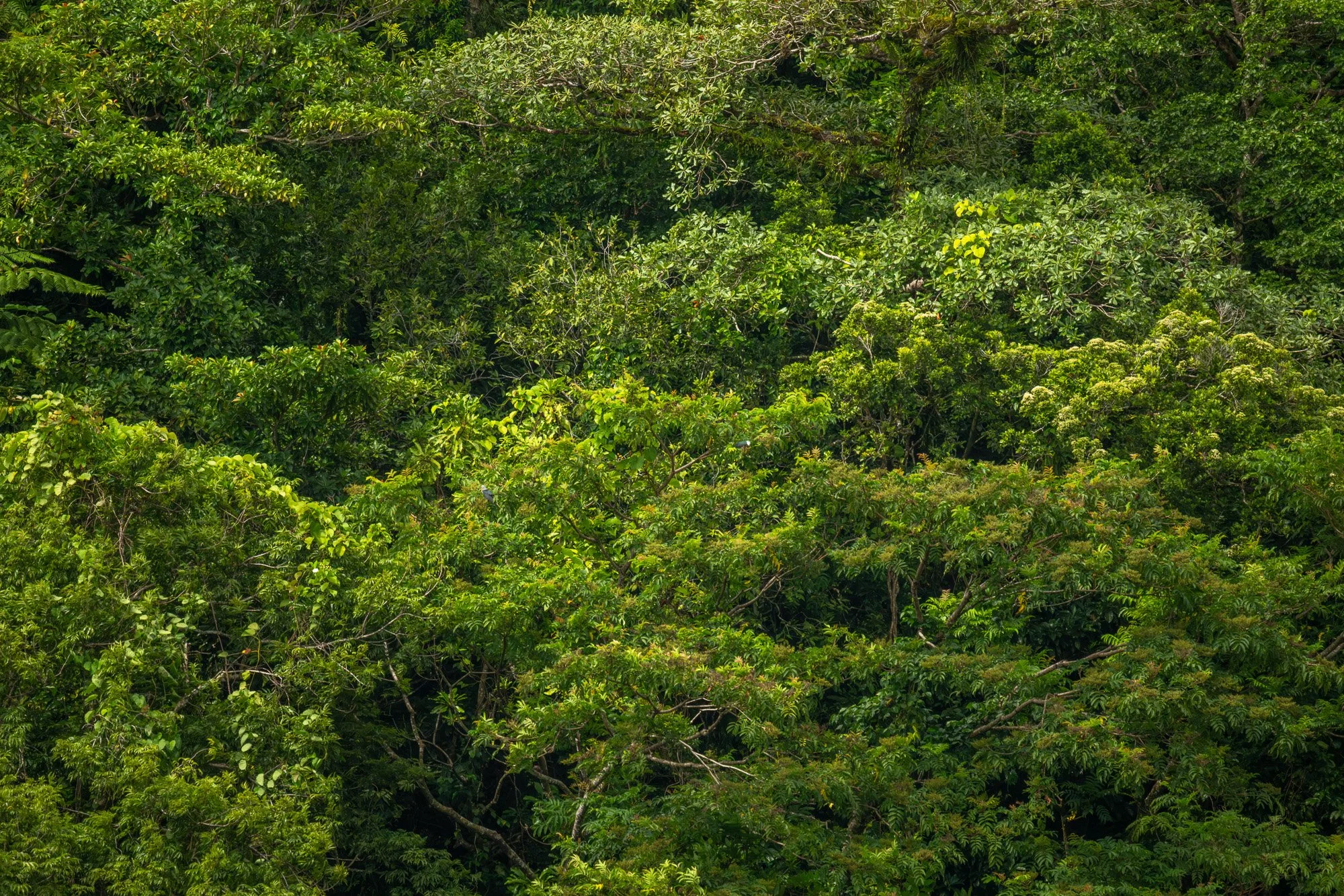 Birdlife International_Tom Vierus_Manumea Expedition-45.jpg