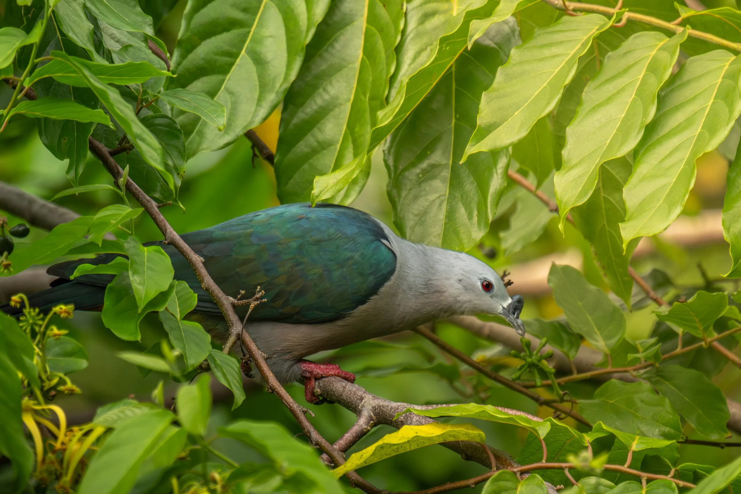 Pacific Imperial-Pigeon (Ducula pacifica) photographed near Uafato Village on Upolu, Samoa.