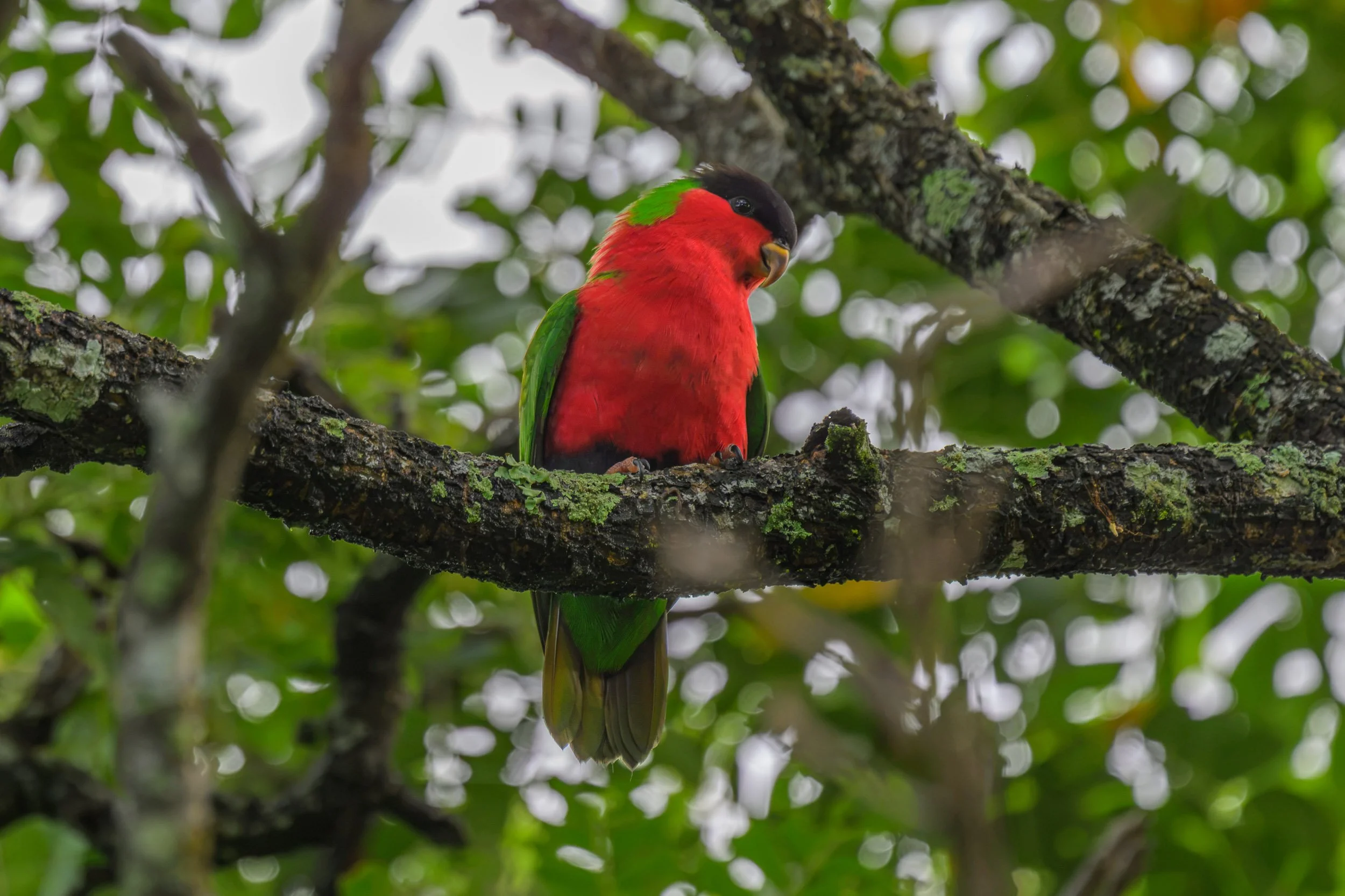 Collared Lory (Vini solitaria), an endemic parrot photographed in central Vanua Levu, Fiji.