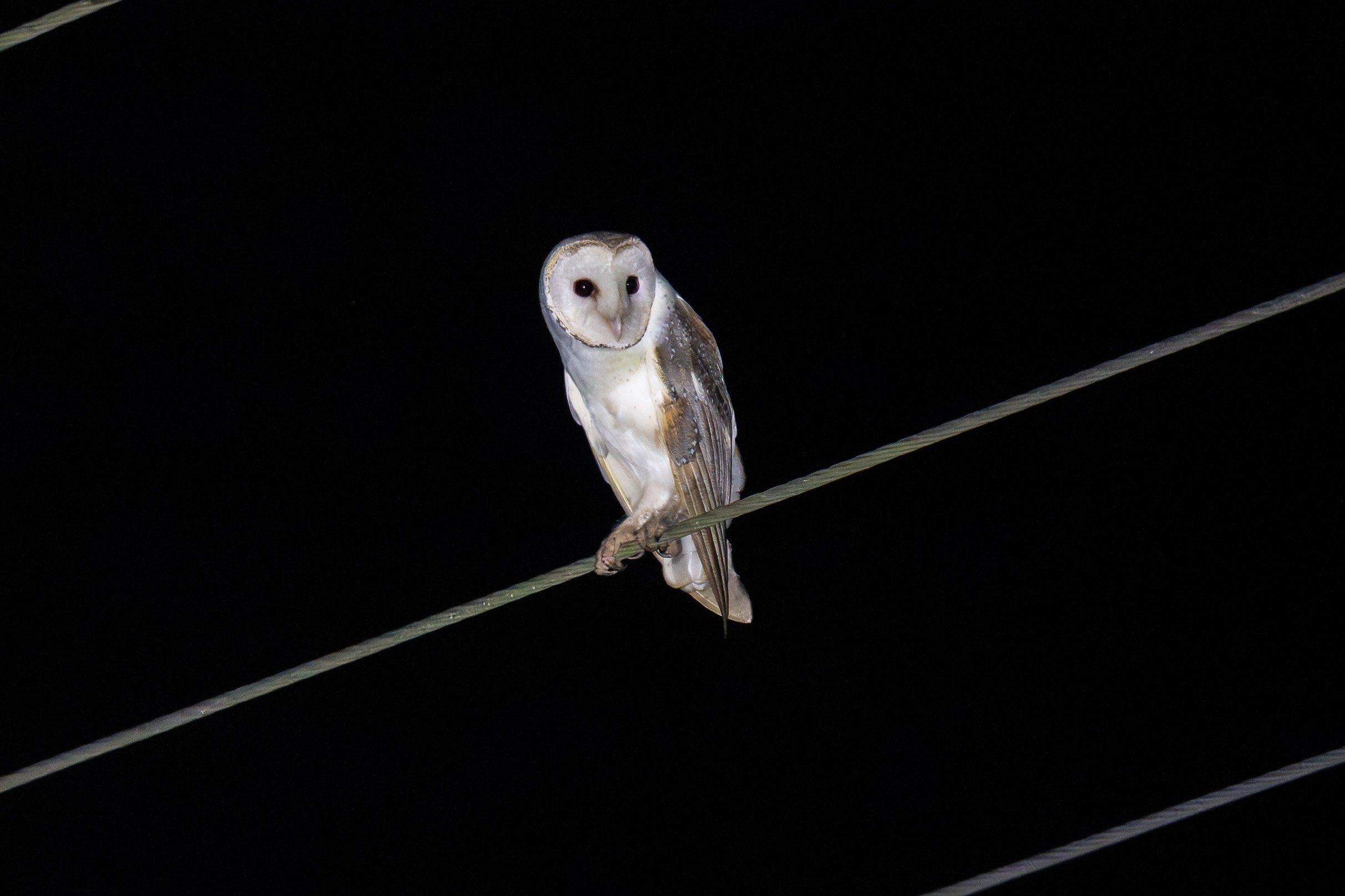 Eastern barn owl perched on an electricity line on Taveuni, Fiji.