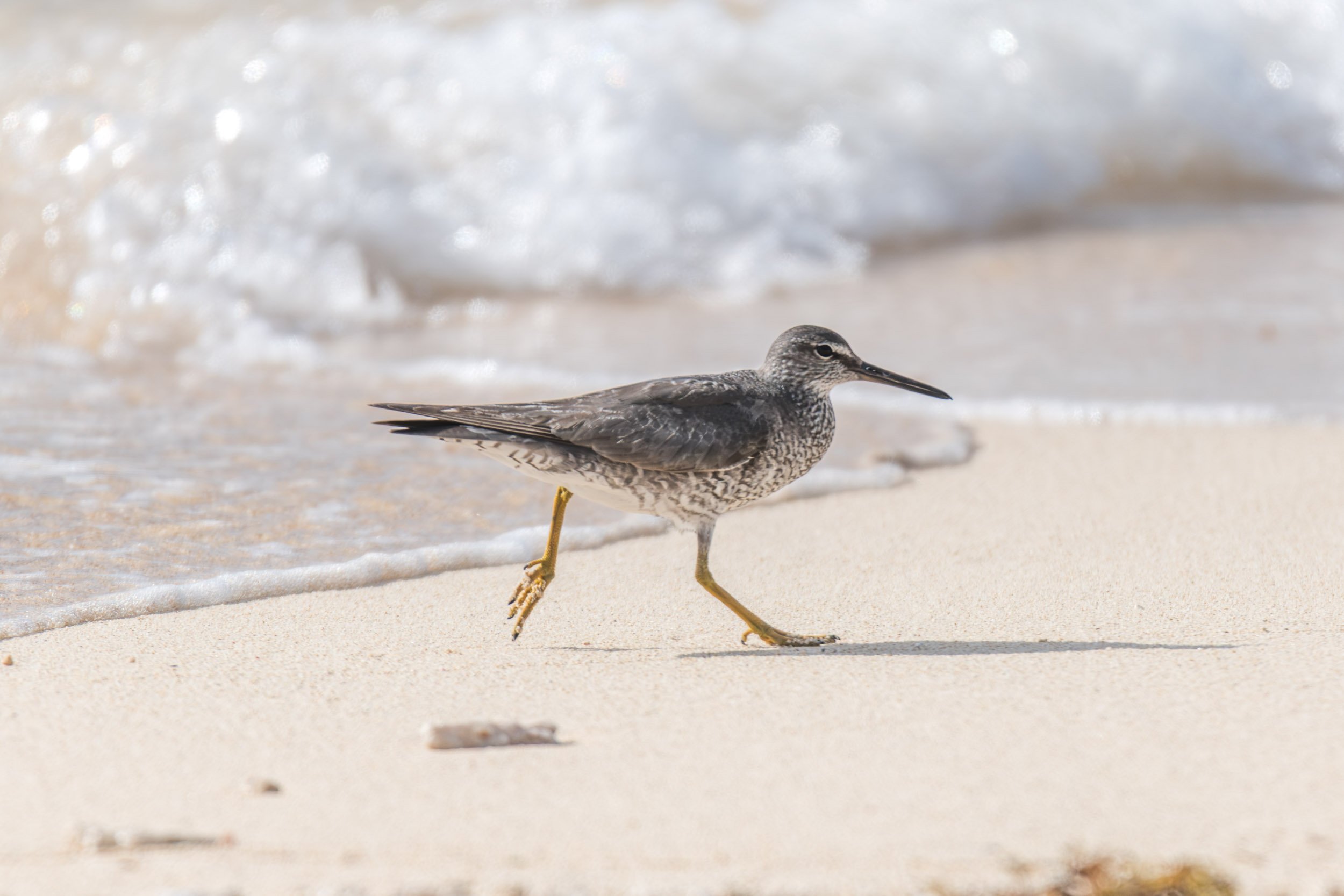Wandering Tattler (Tringa incana) photographed on a beach on Beqa Island, Fiji, a migratory shorebird commonly seen along rocky coastlines, reefs and exposed shores during the non-breeding season.