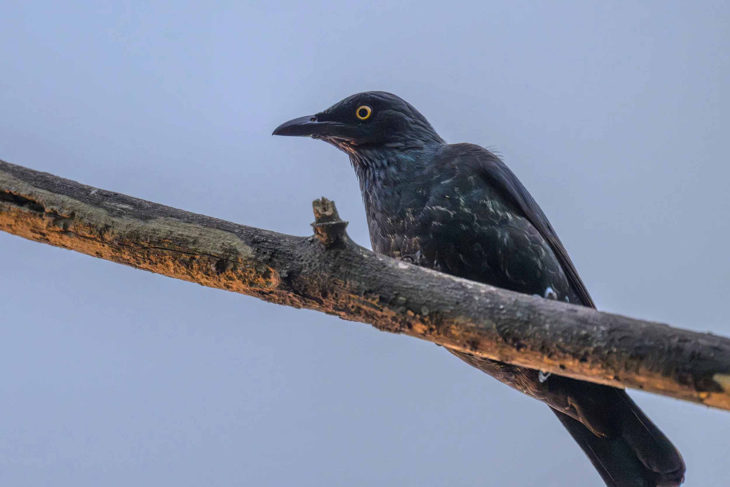 Atoll Starlings(Aplonis feadensis heureka) on Tench Island within the Murat Marine Protected Area, Papua New Guinea. The species is listed as Near Threatened on the IUCN Red List.