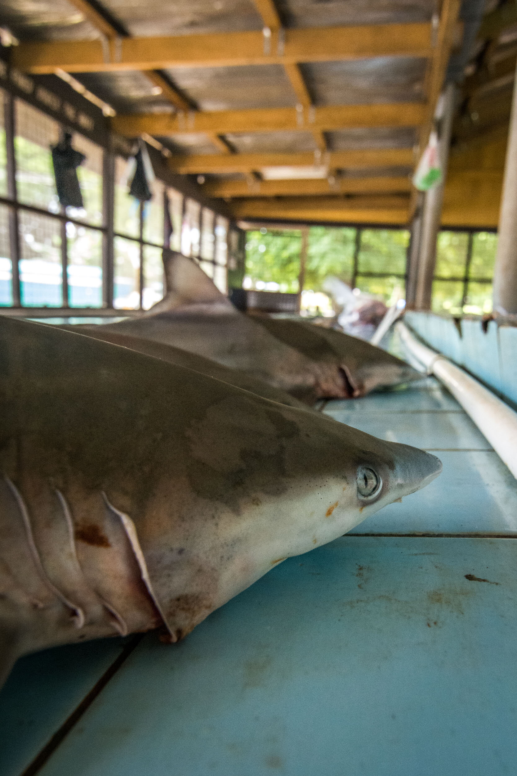 TOM_9660Shark Research in Fiji_.jpg