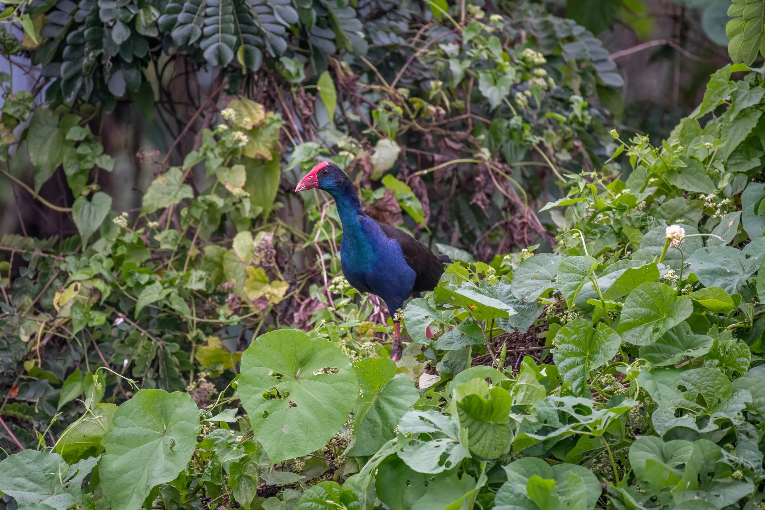 Australasian Swamphen (Porphyrio melanotus) photographed on Taveuni, Fiji, a large wetland bird found around marshes, ponds and other freshwater habitats across parts of the Pacific.