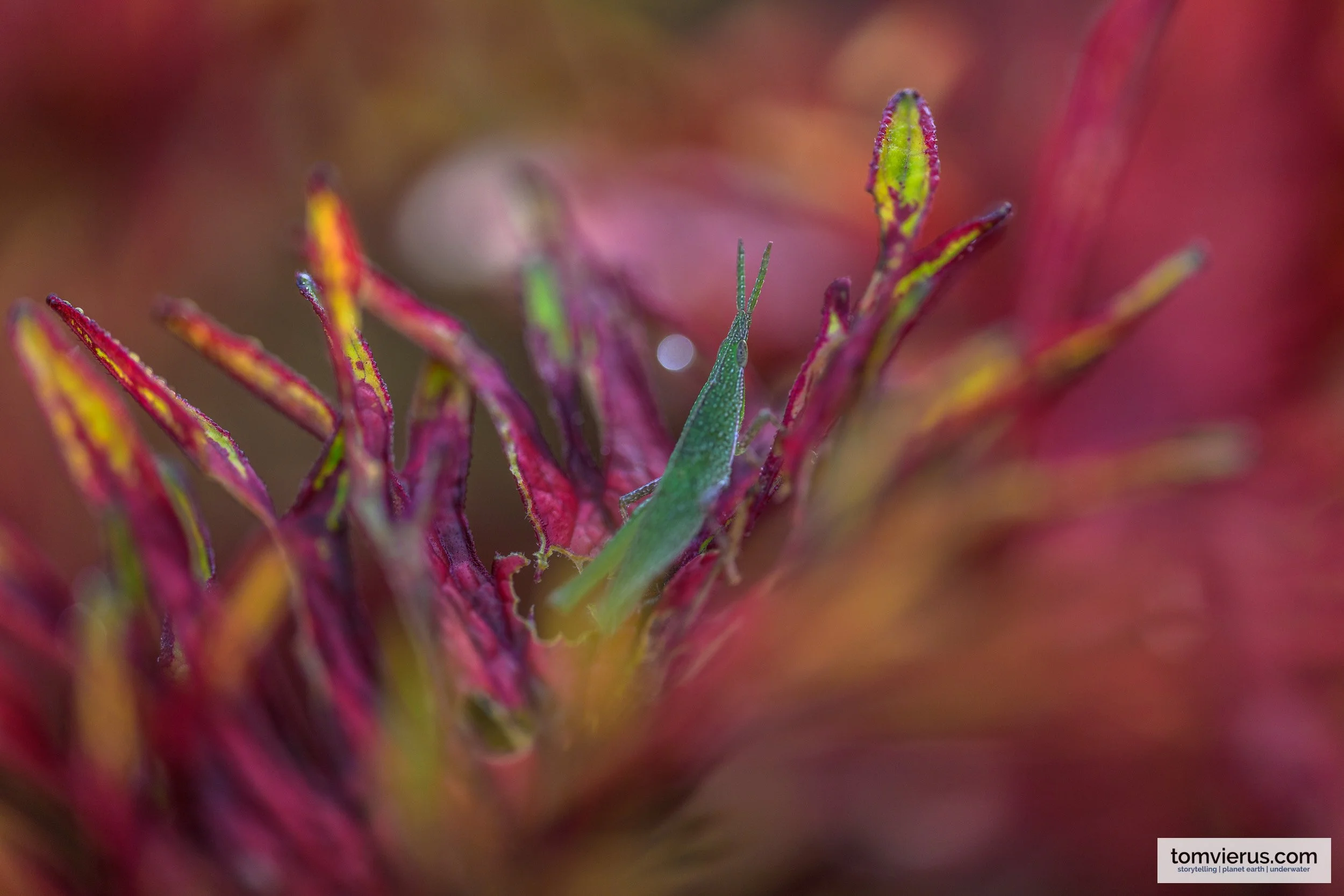 Green grasshopper nestled among vivid red and green leaves near Pakia village, New Britain, Papua New Guinea.