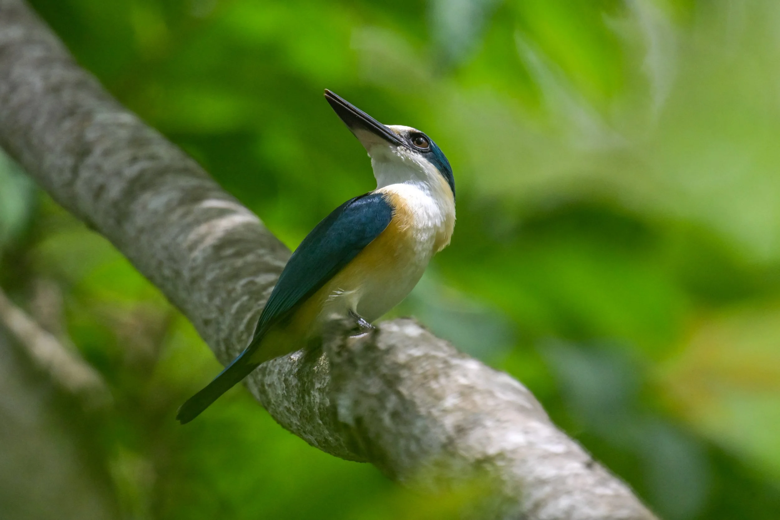 Flat-billed Kingfisher (Todiramphus recurvirostris) photographed on Upolu, Samoa.