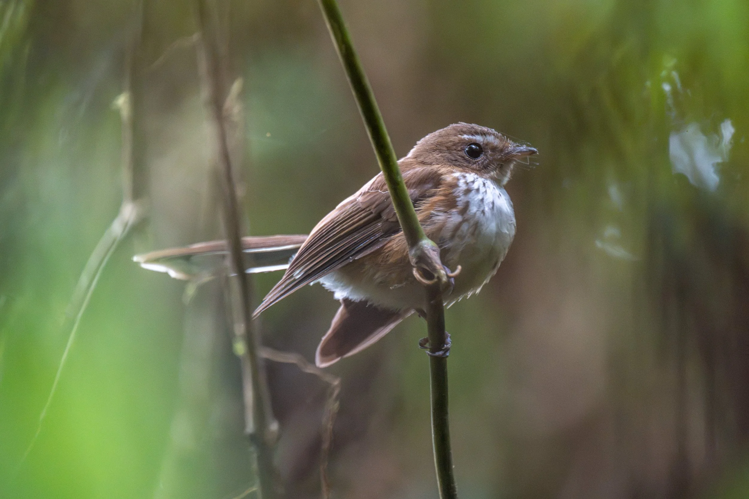 Fiji streaked fantail perched on Taveuni, Fiji.