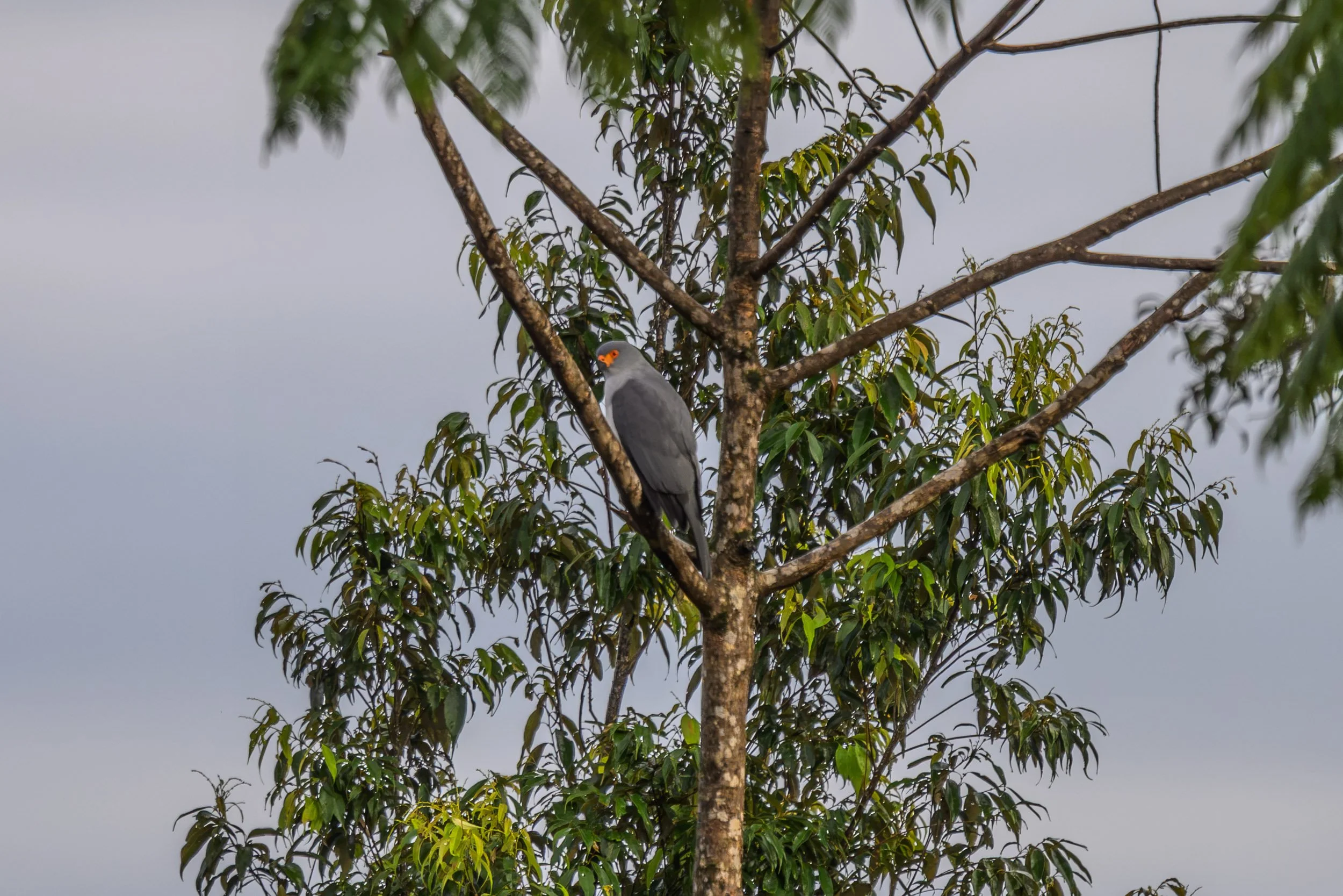 New Britain Goshawk (Tachyspiza princeps) perched in Pomio District, East New Britain, Papua New Guinea. This is the first known photograph of the species.
