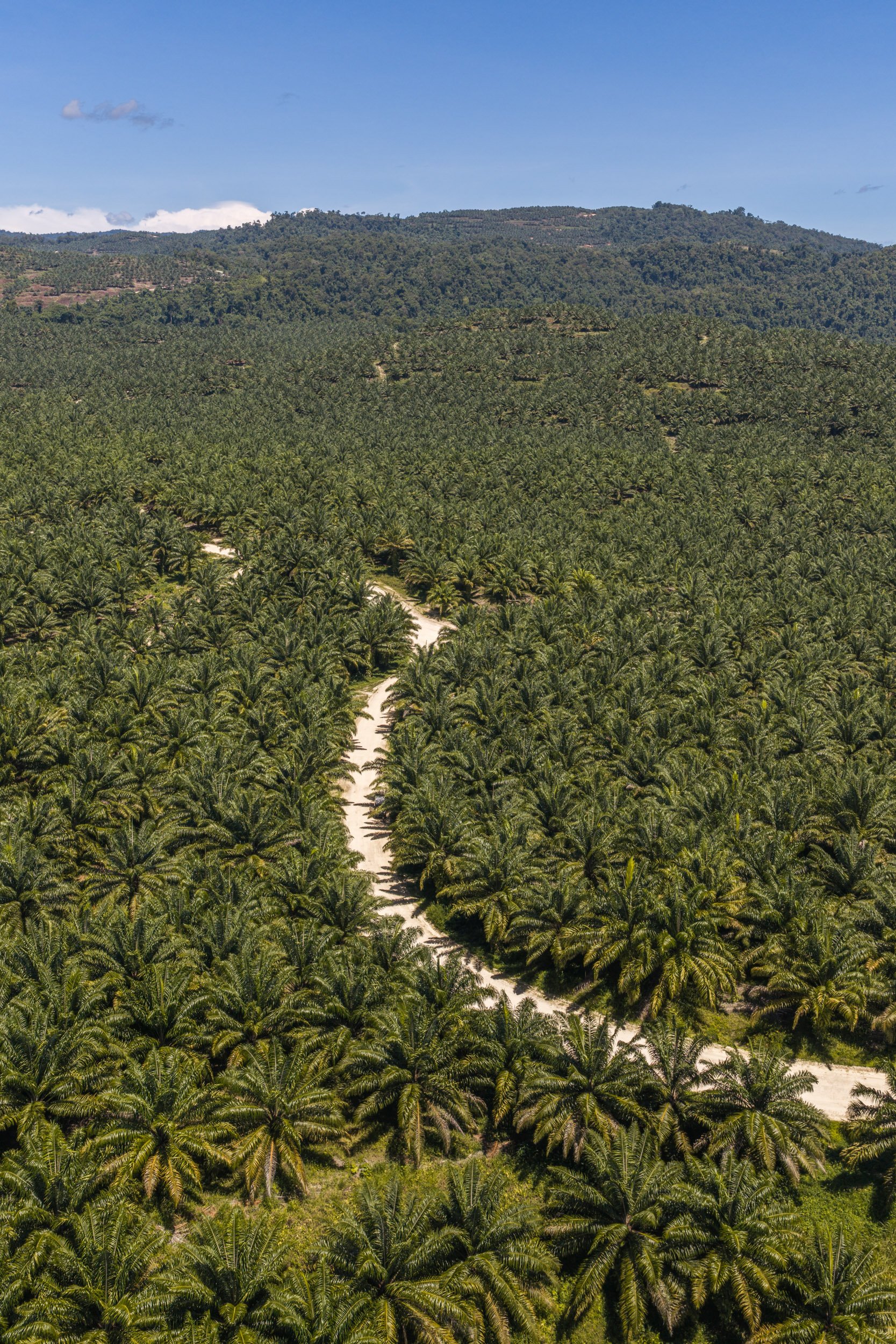 Aerial view of an oil palm plantation and access tracks in the lowlands of Pomio, East New Britain, Papua New Guinea.