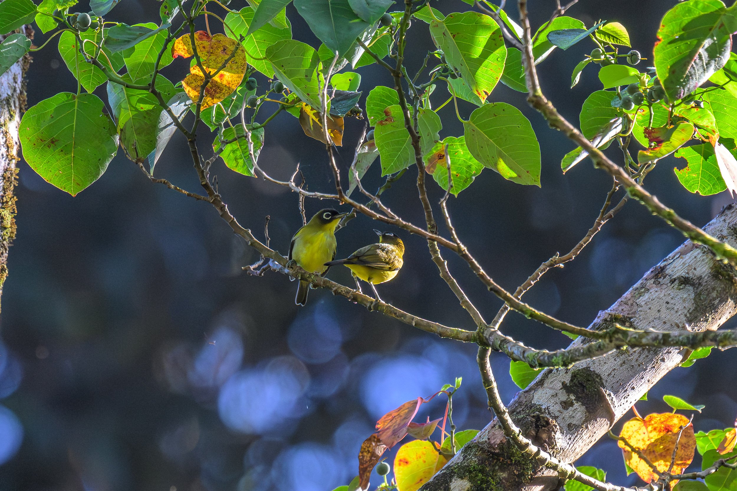 A pair of Black-headed White-eyes (Zosterops hypoxanthus), also known as Bismarck White-eyes, perched together in inland Pomio, East New Britain, Papua New Guinea. The species is endemic to the Bismarck Archipelago.